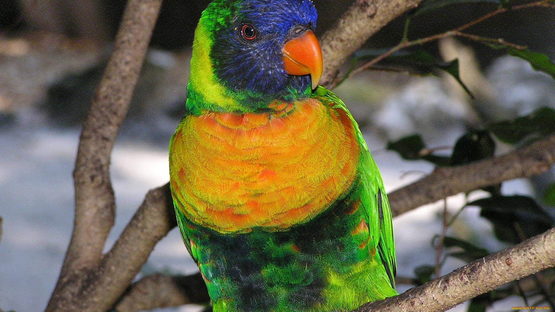 животные, попугаи