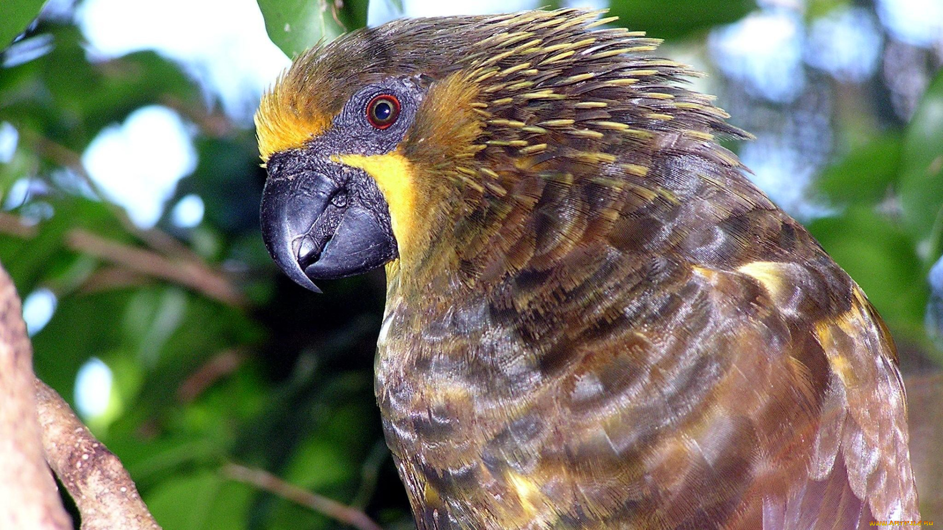 животные, попугаи