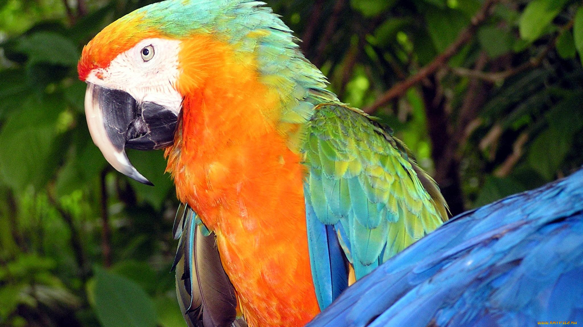 животные, попугаи