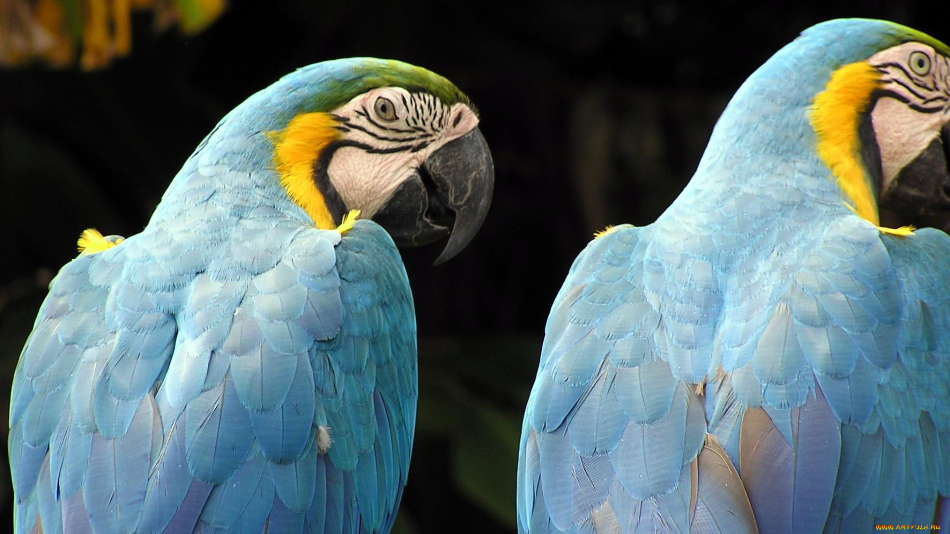 животные, попугаи