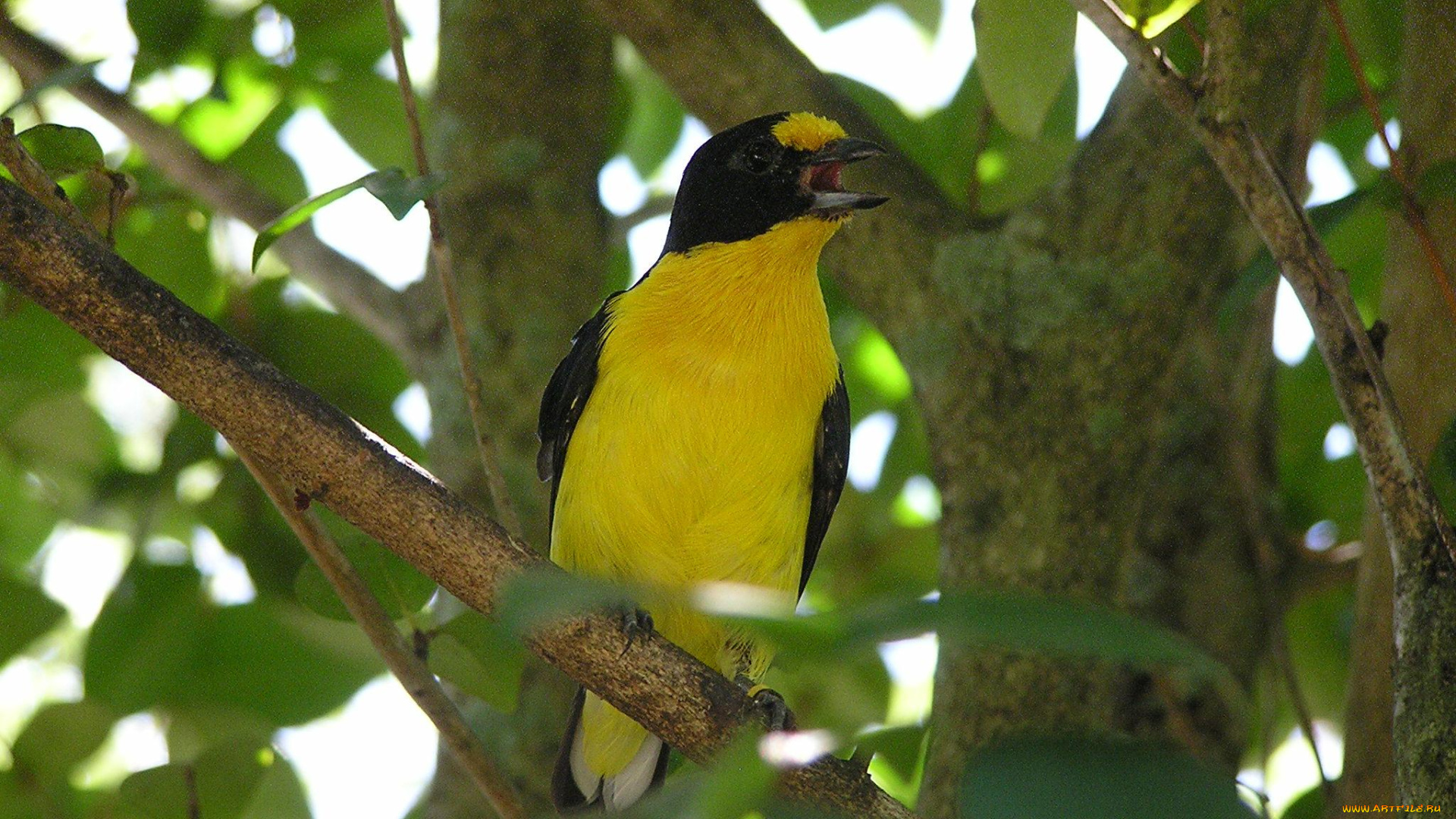 животные, птицы