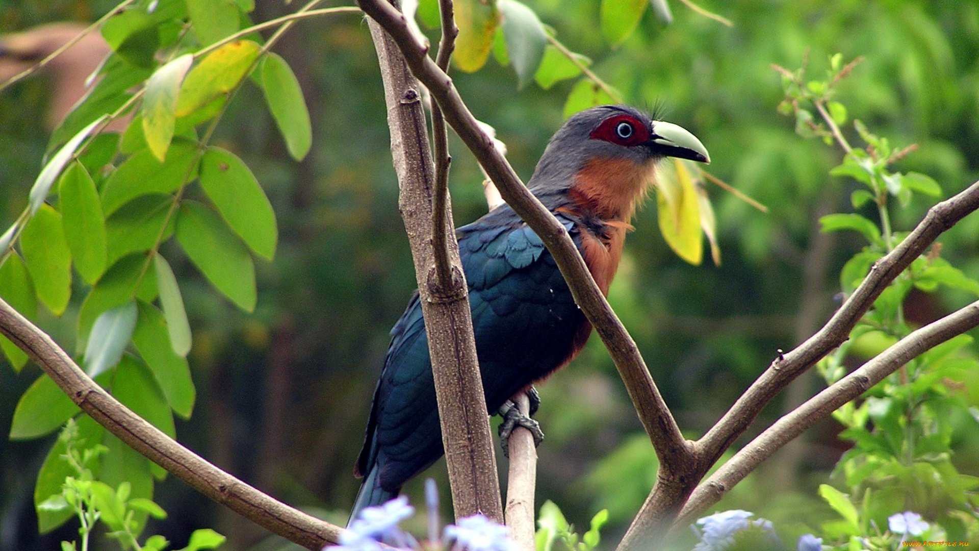 животные, птицы