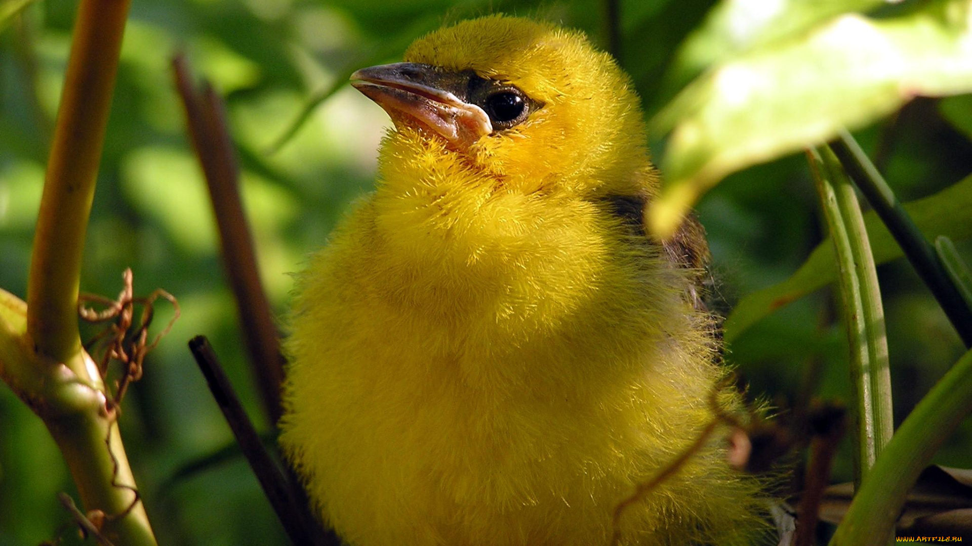 животные, птицы