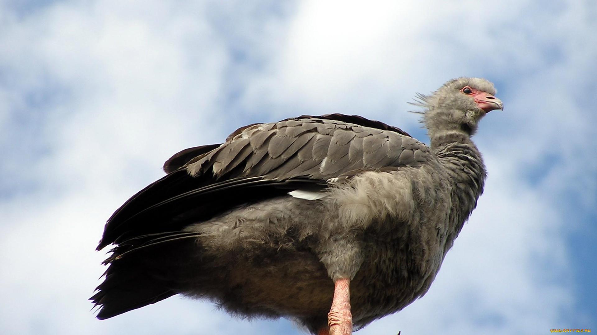 животные, птицы, хищники