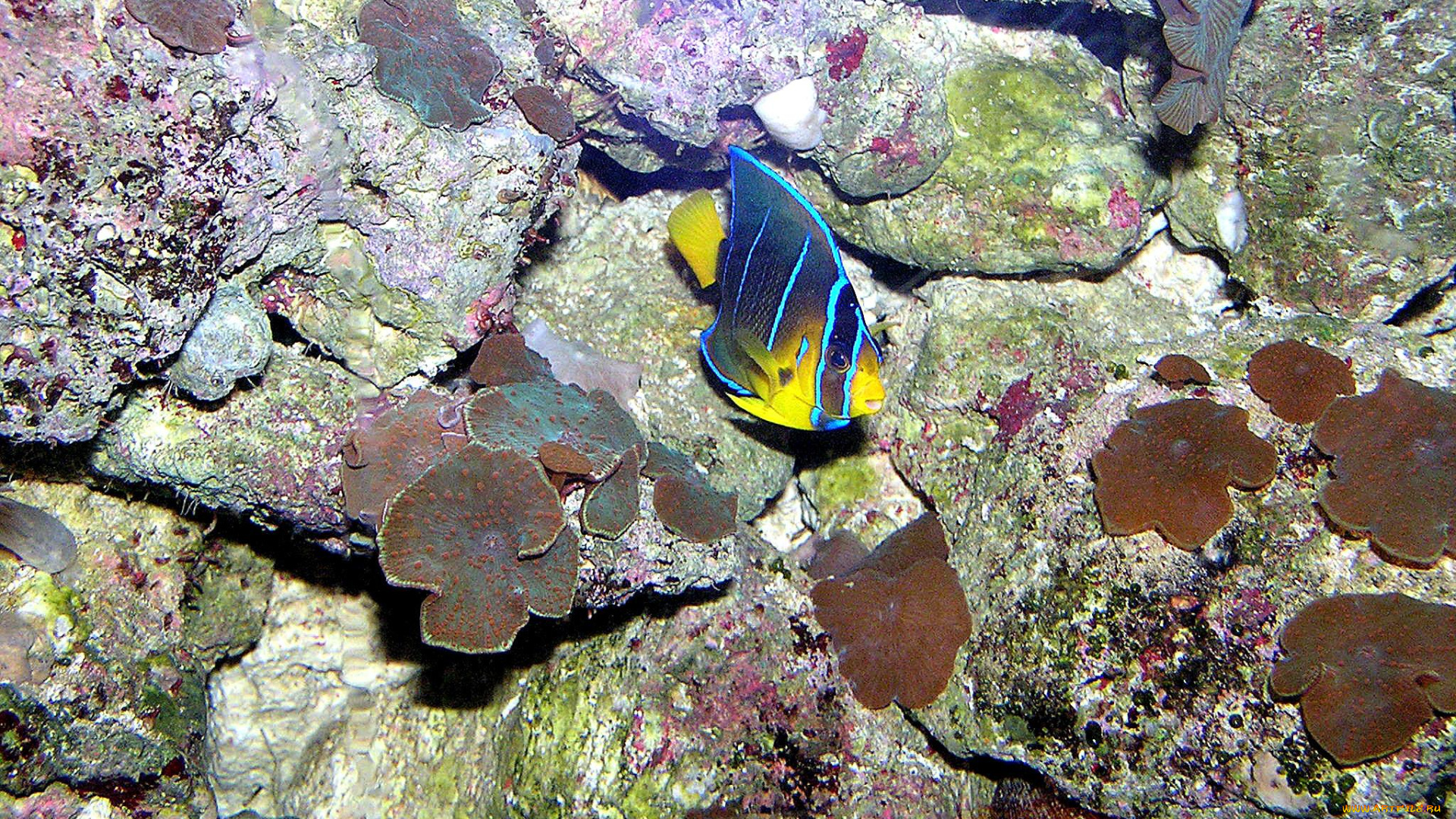 животные, рыбы