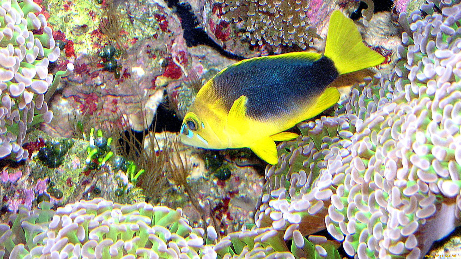 животные, рыбы