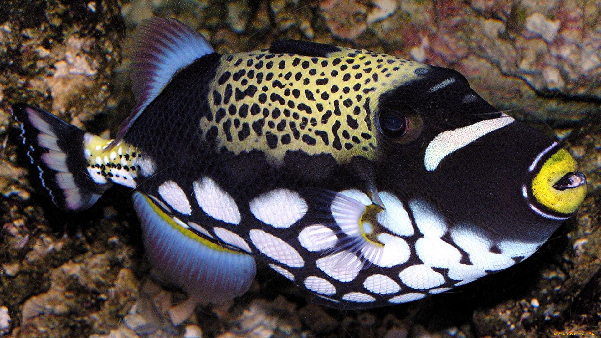 животные, рыбы