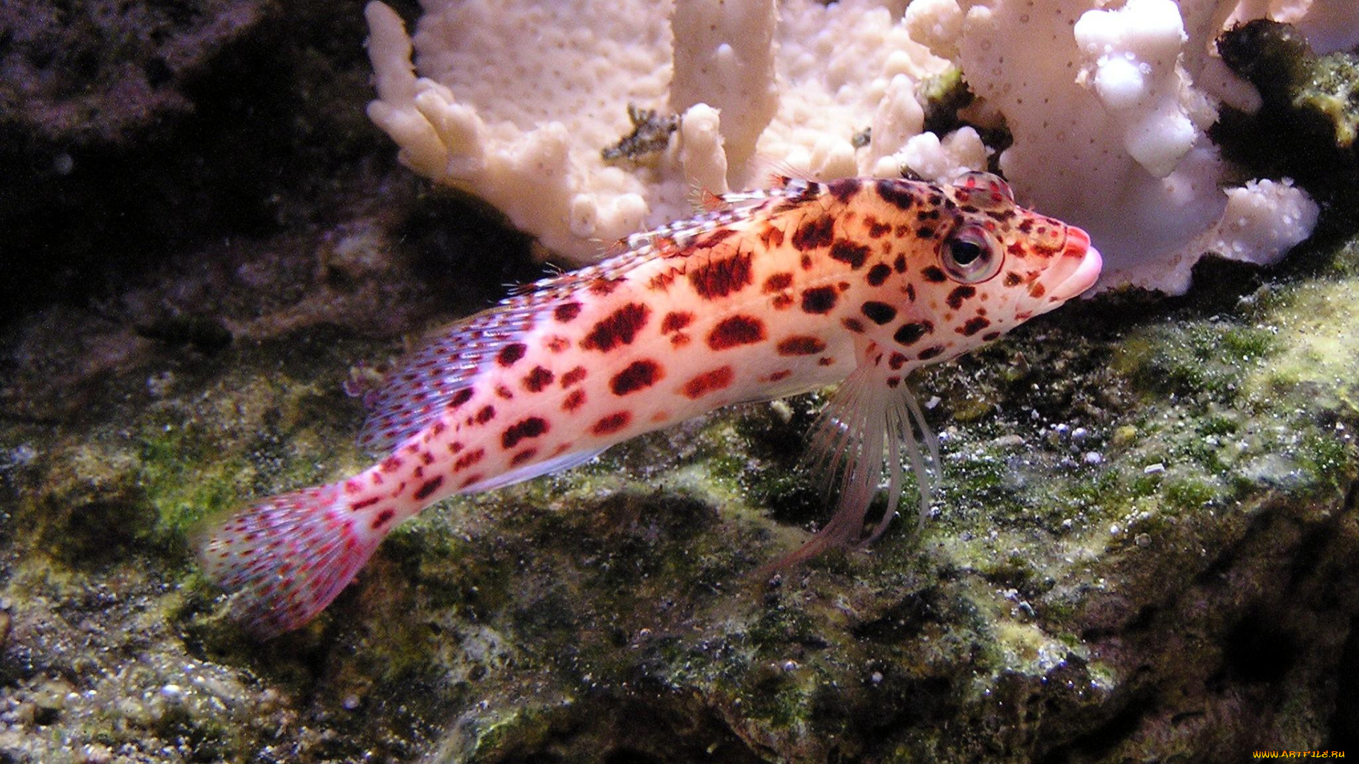 животные, рыбы