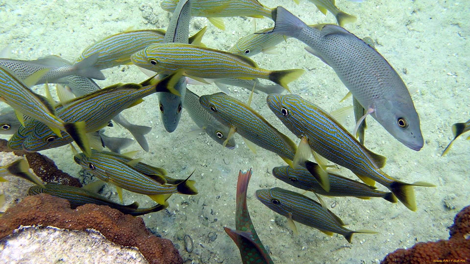 животные, рыбы