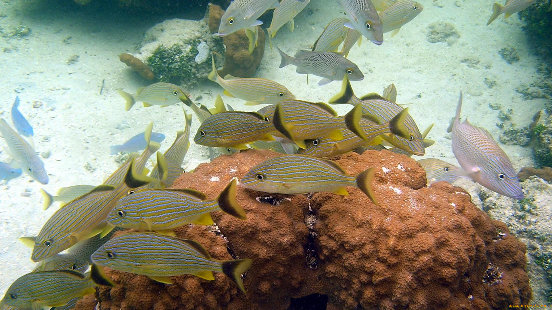 животные, рыбы