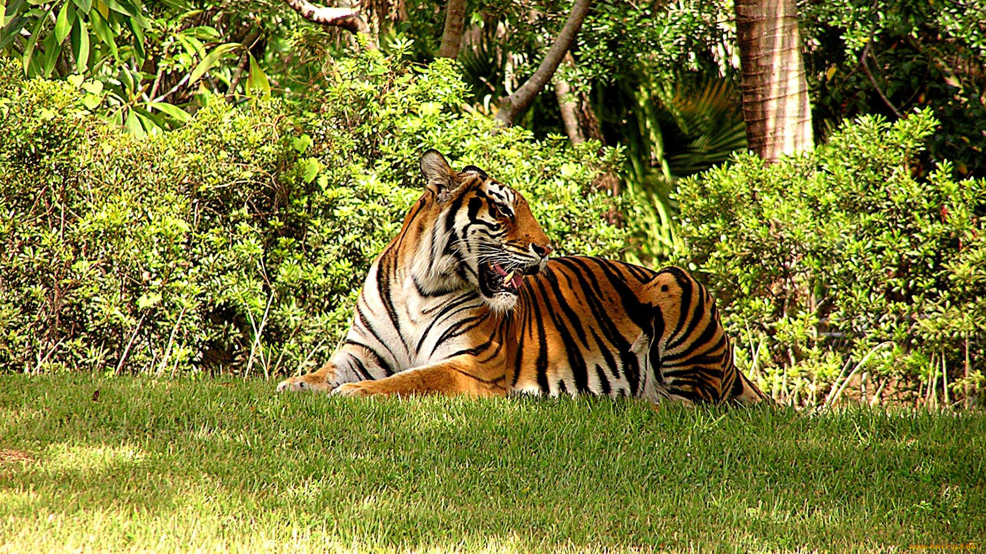 животные, тигры