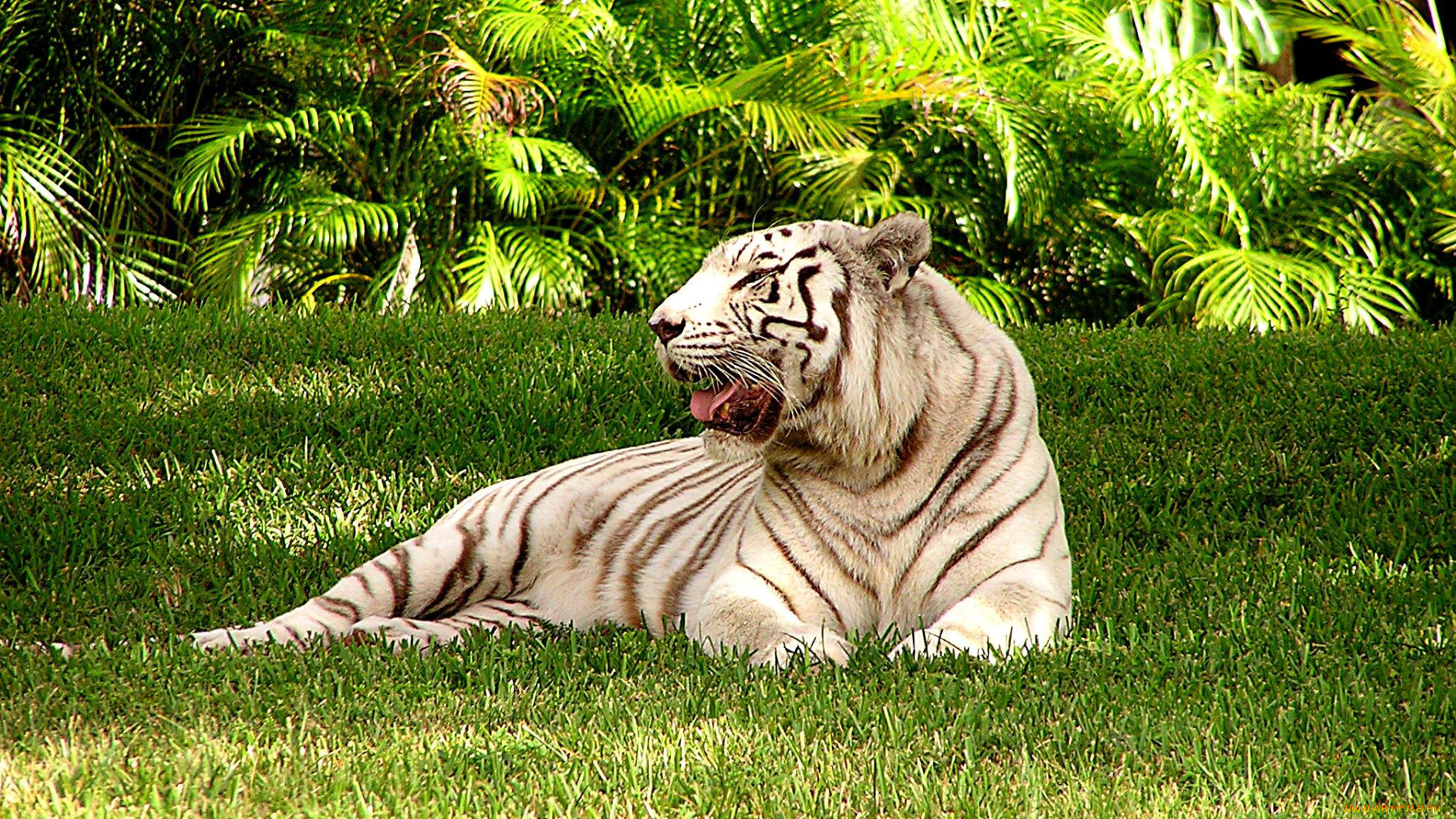 животные, тигры