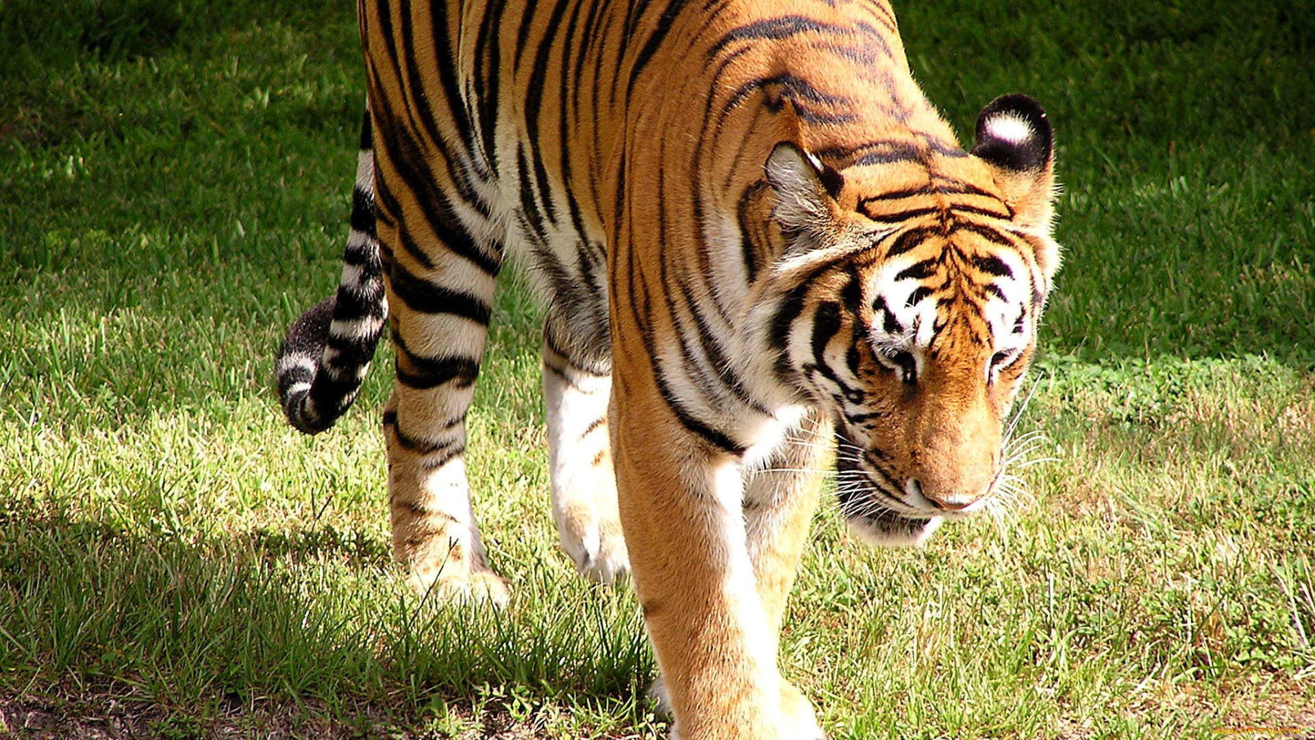 животные, тигры