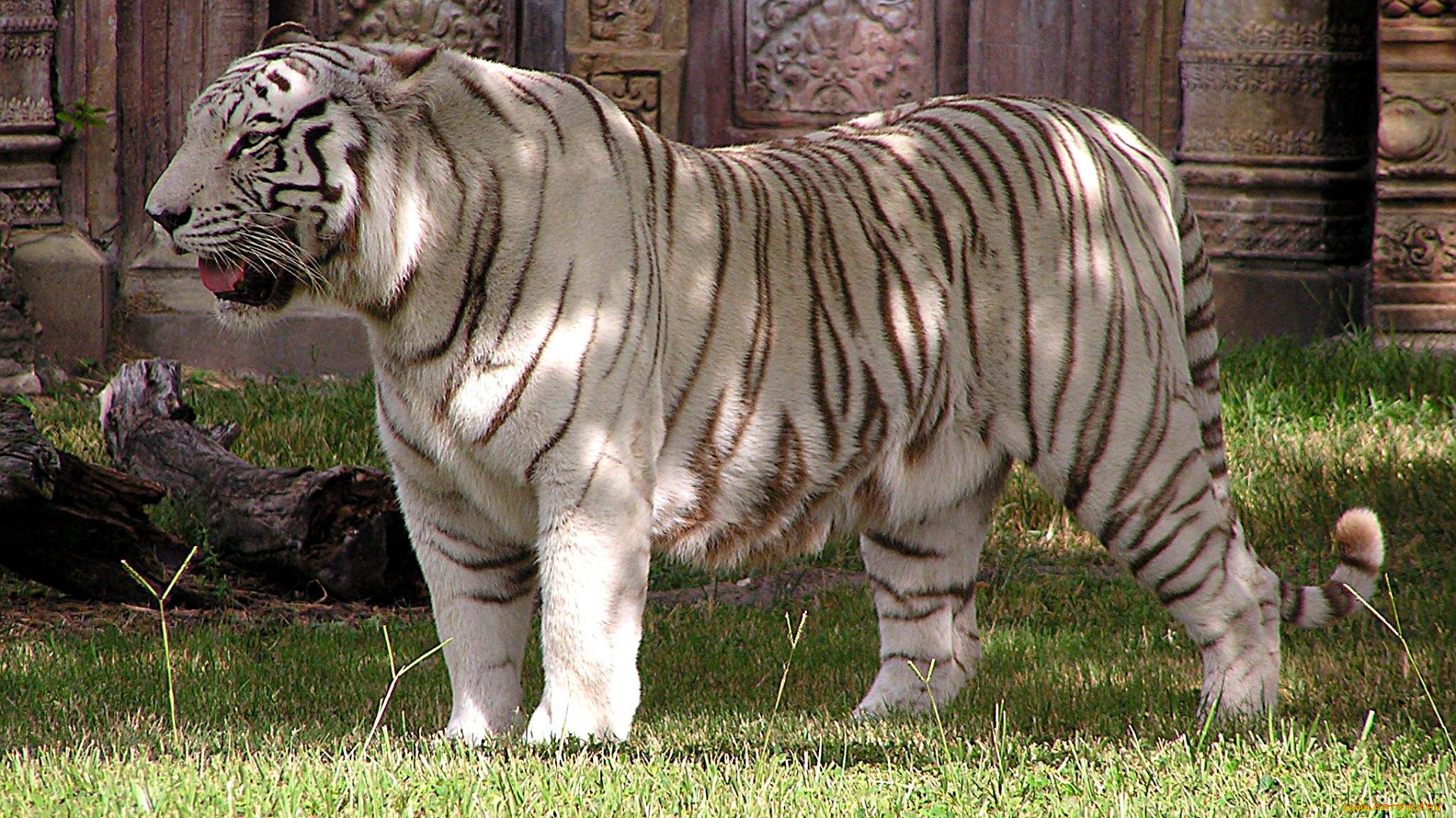 животные, тигры