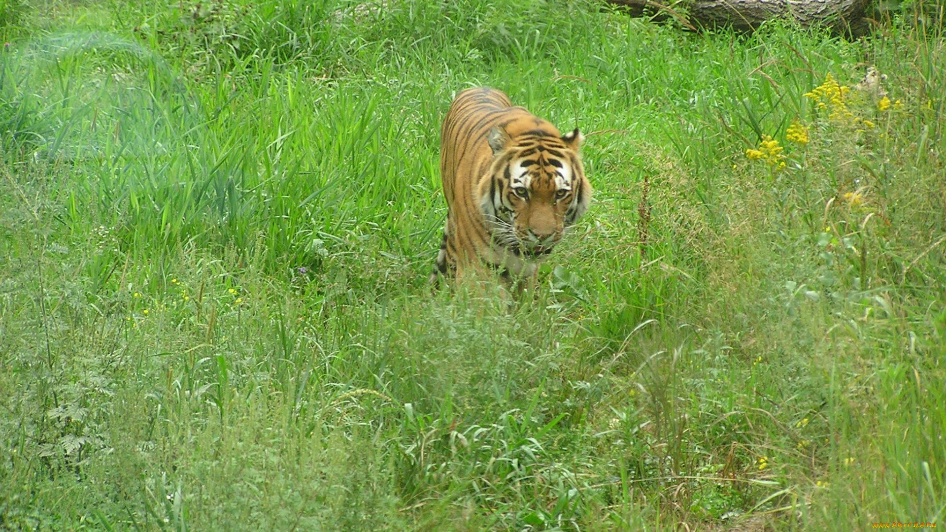 животные, тигры