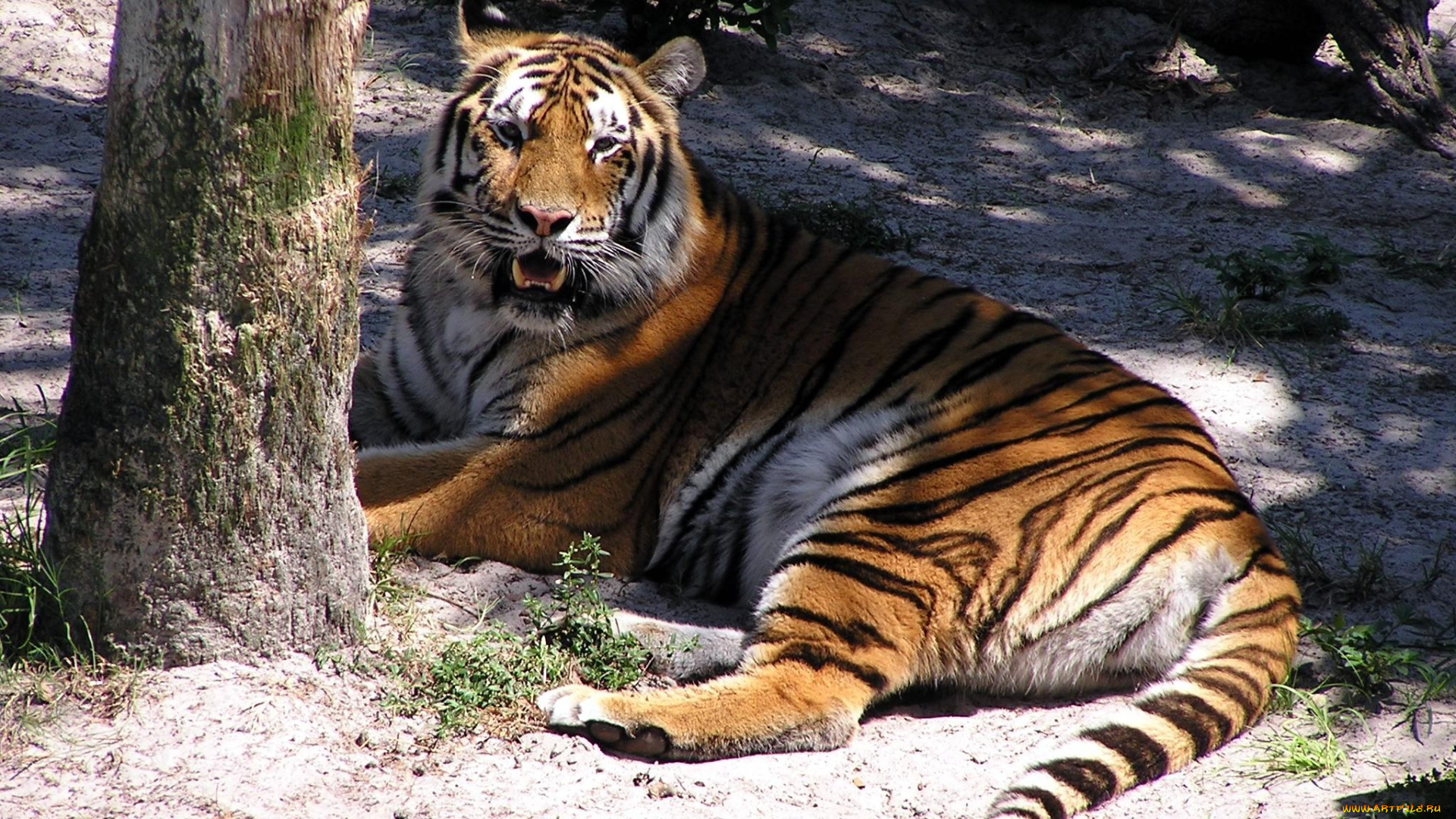 животные, тигры