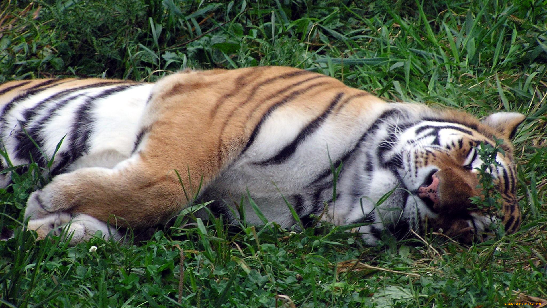 животные, тигры