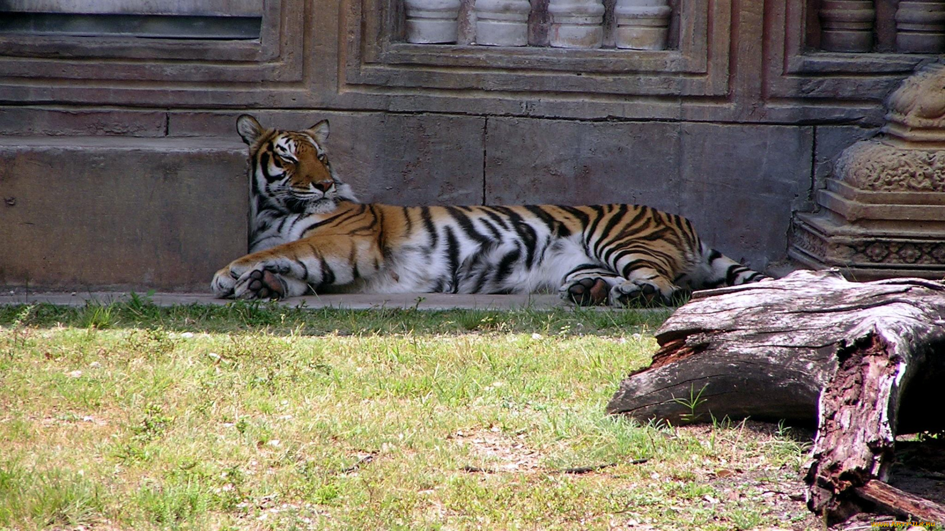 животные, тигры