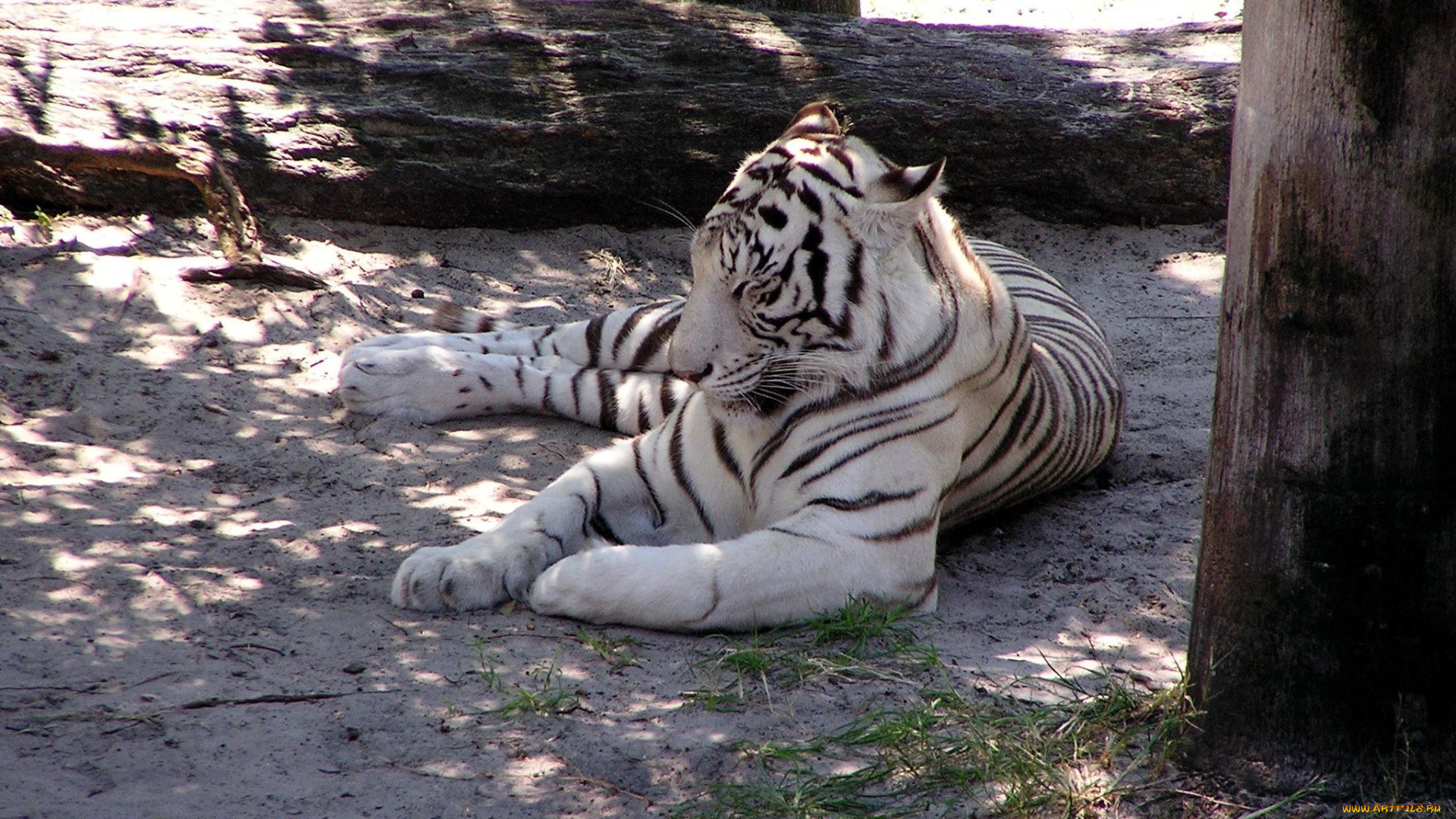 животные, тигры