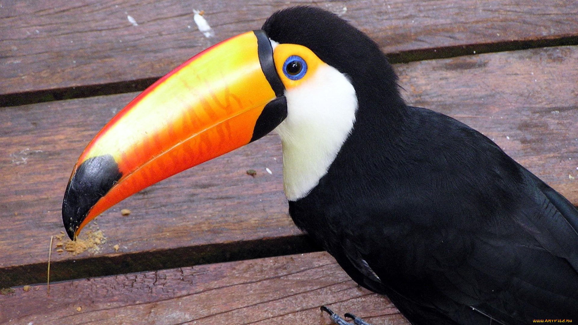 животные, туканы