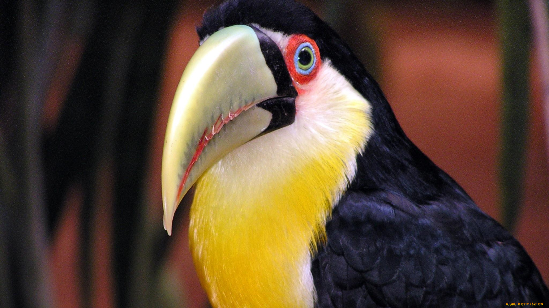 животные, туканы