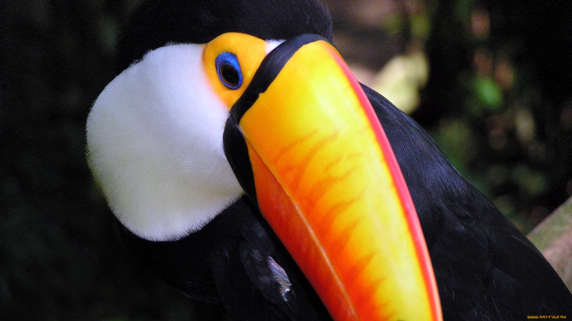 животные, туканы