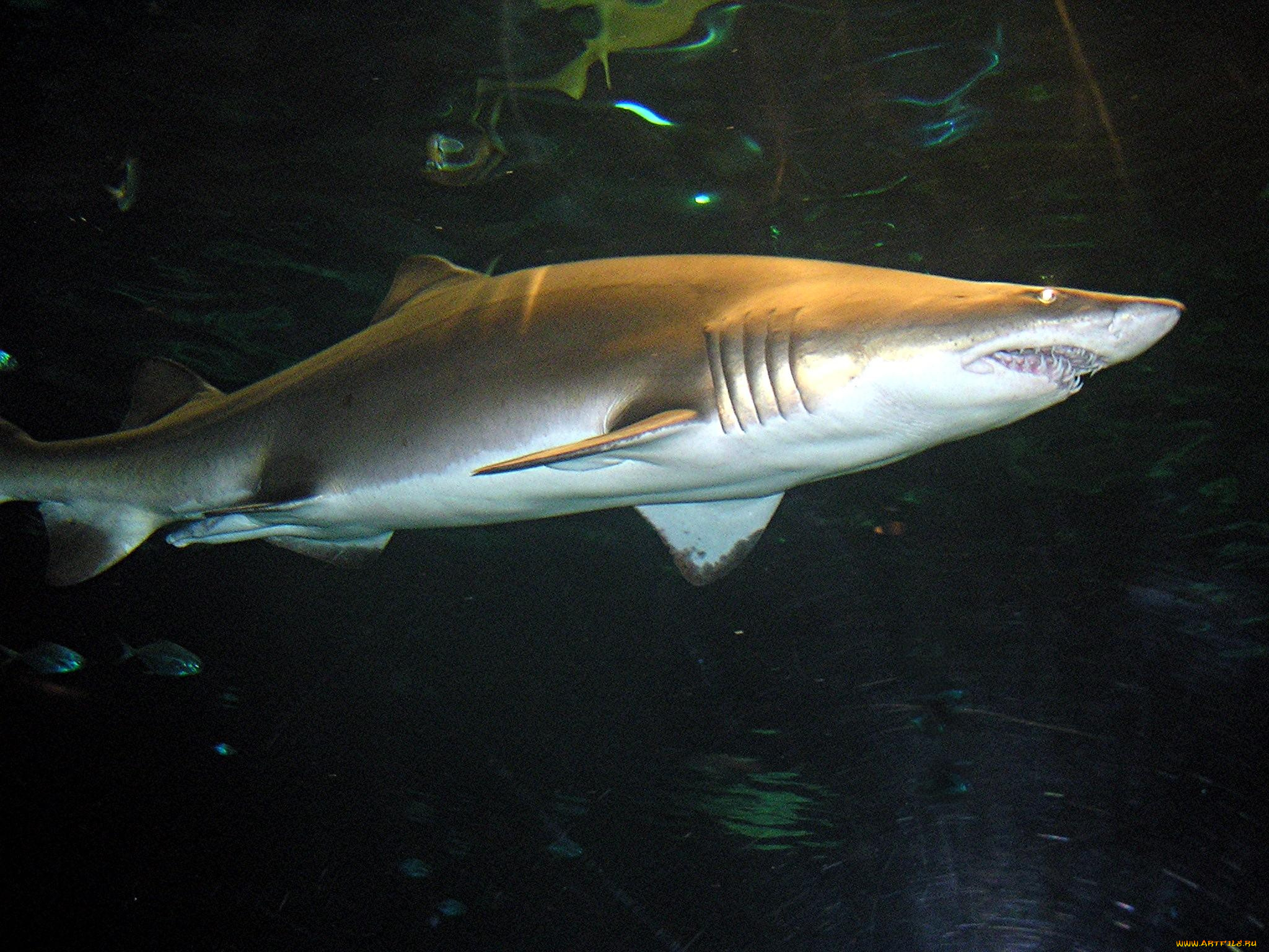 животные, акулы