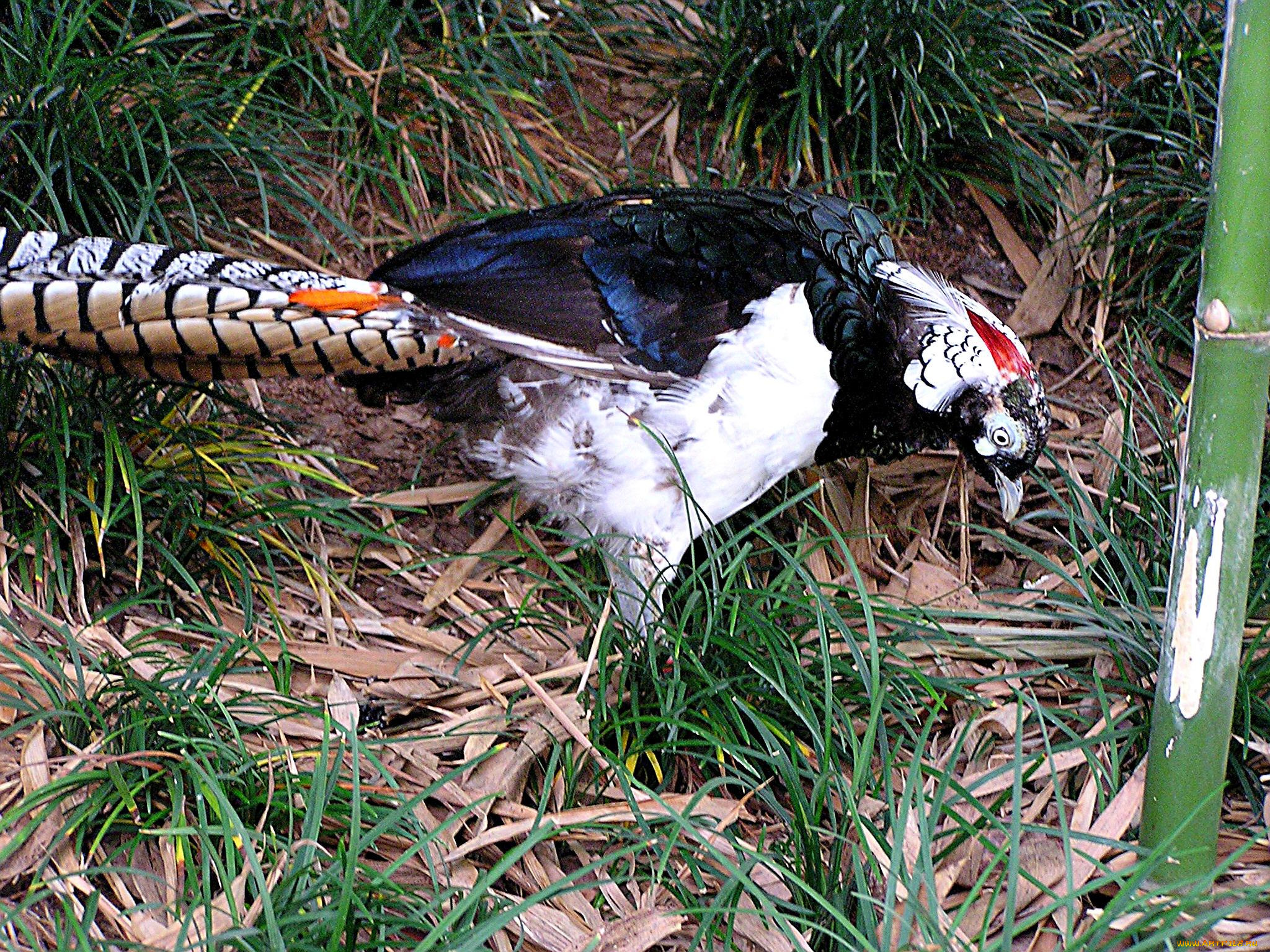 животные, глухари, тетерева, фазаны