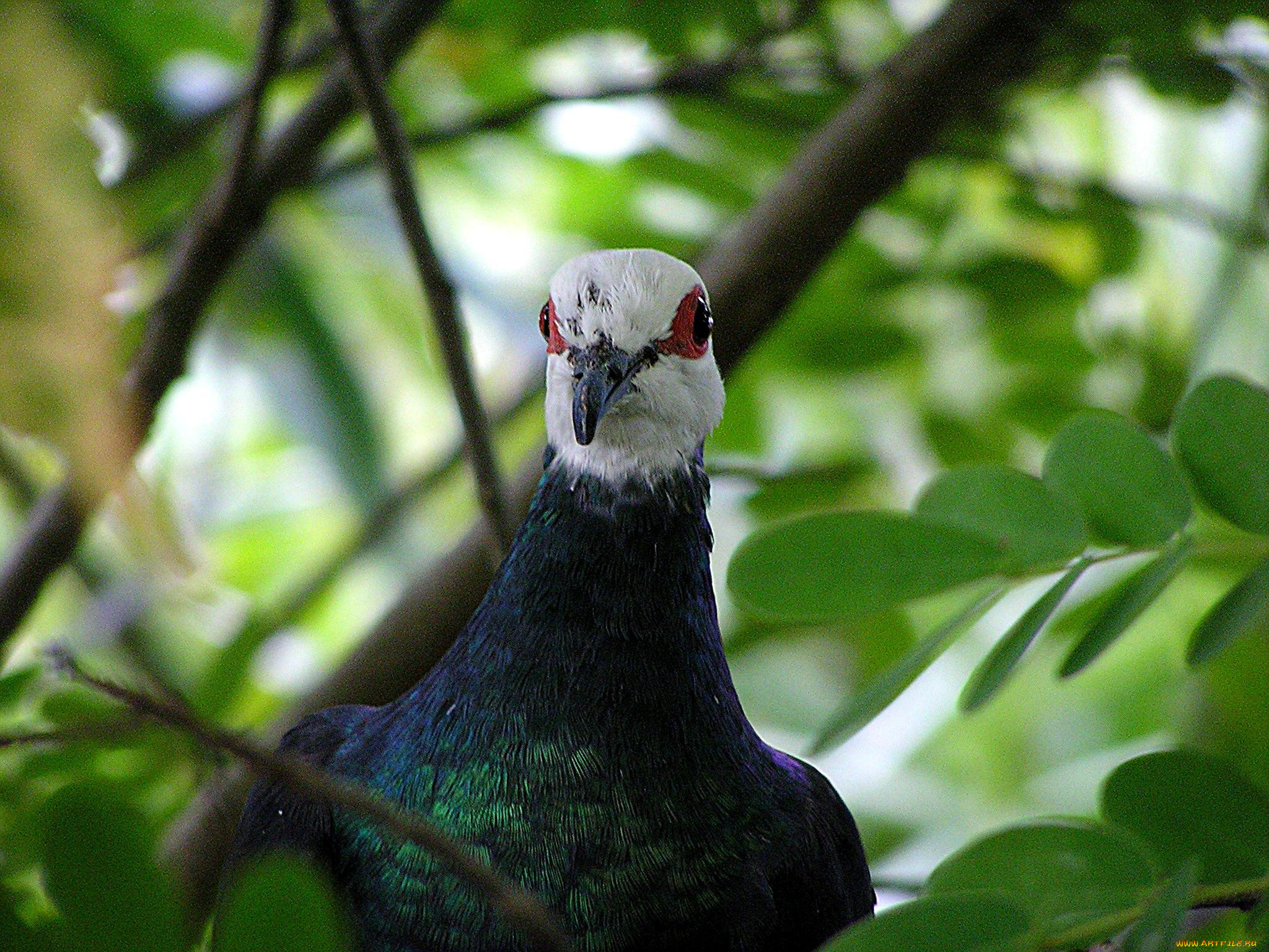 животные, голуби