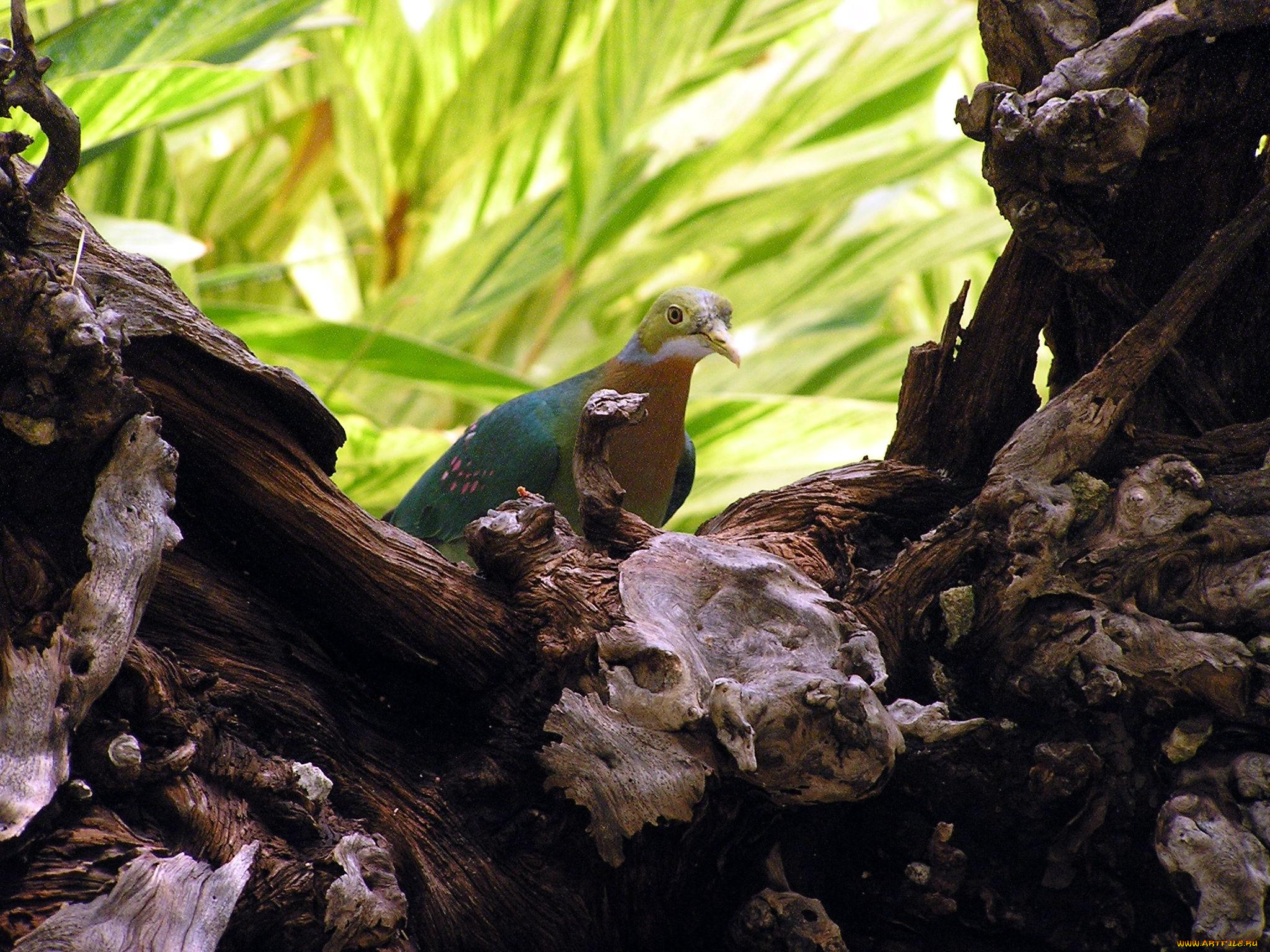 животные, голуби