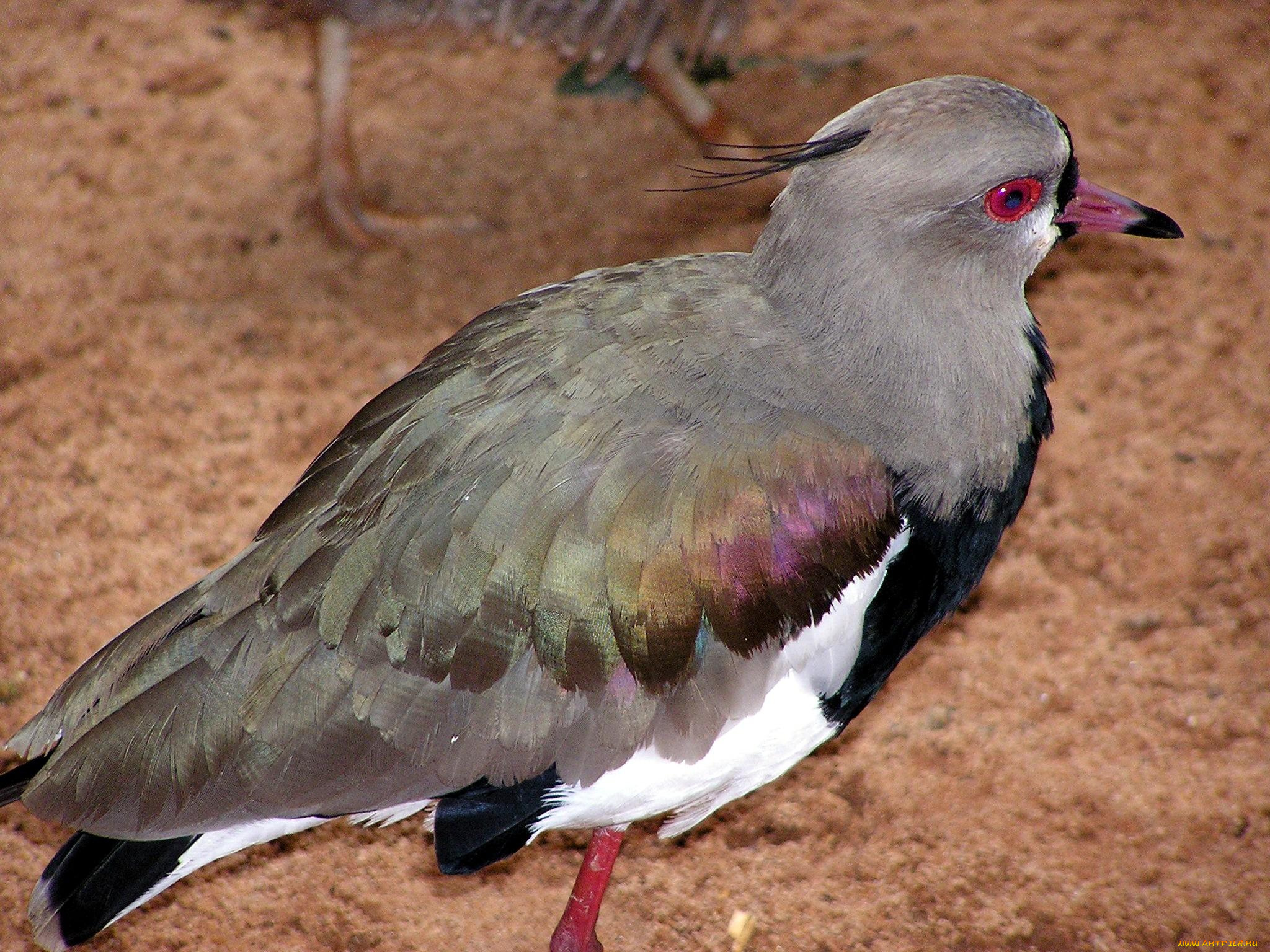животные, голуби