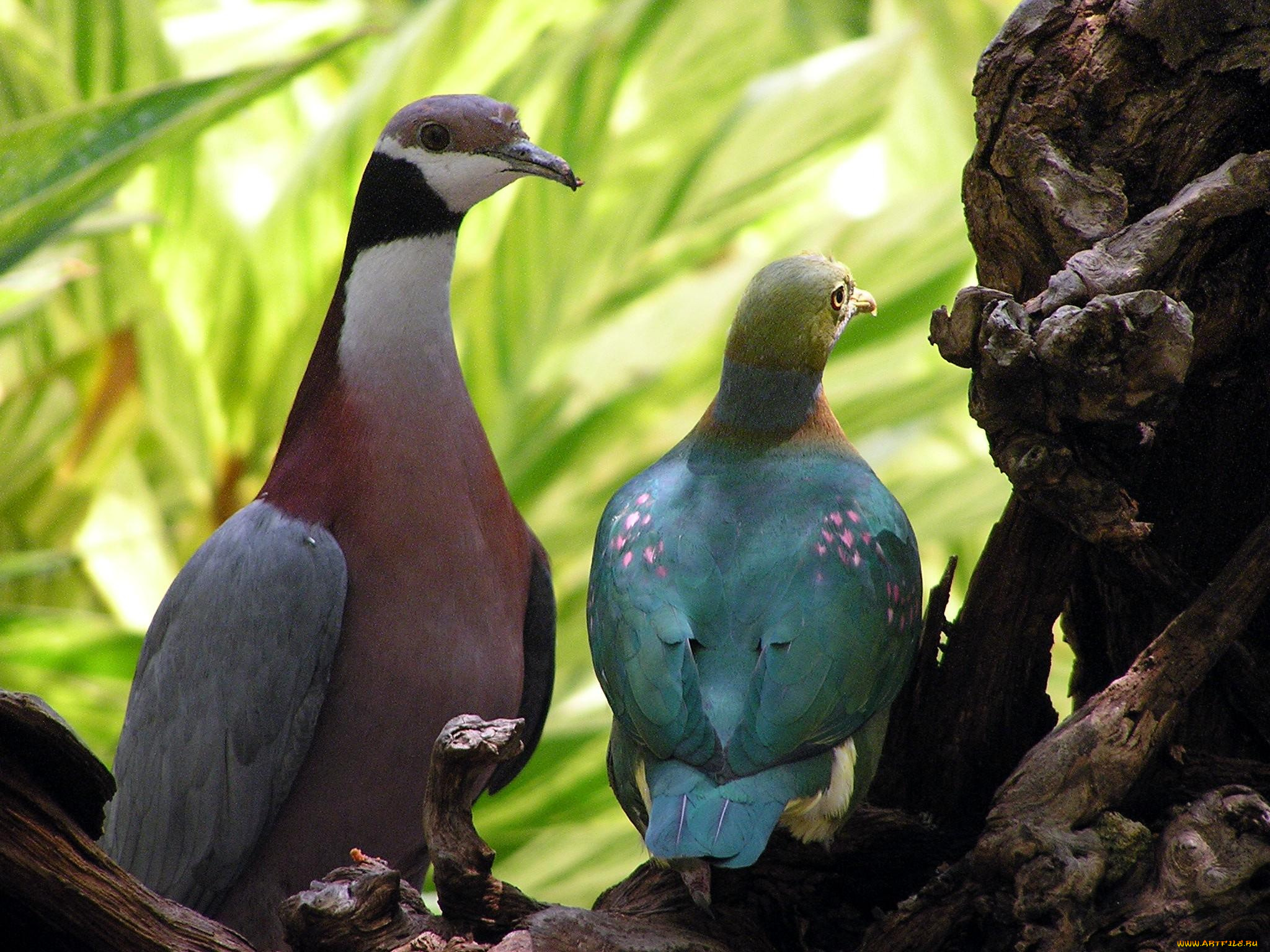 животные, голуби