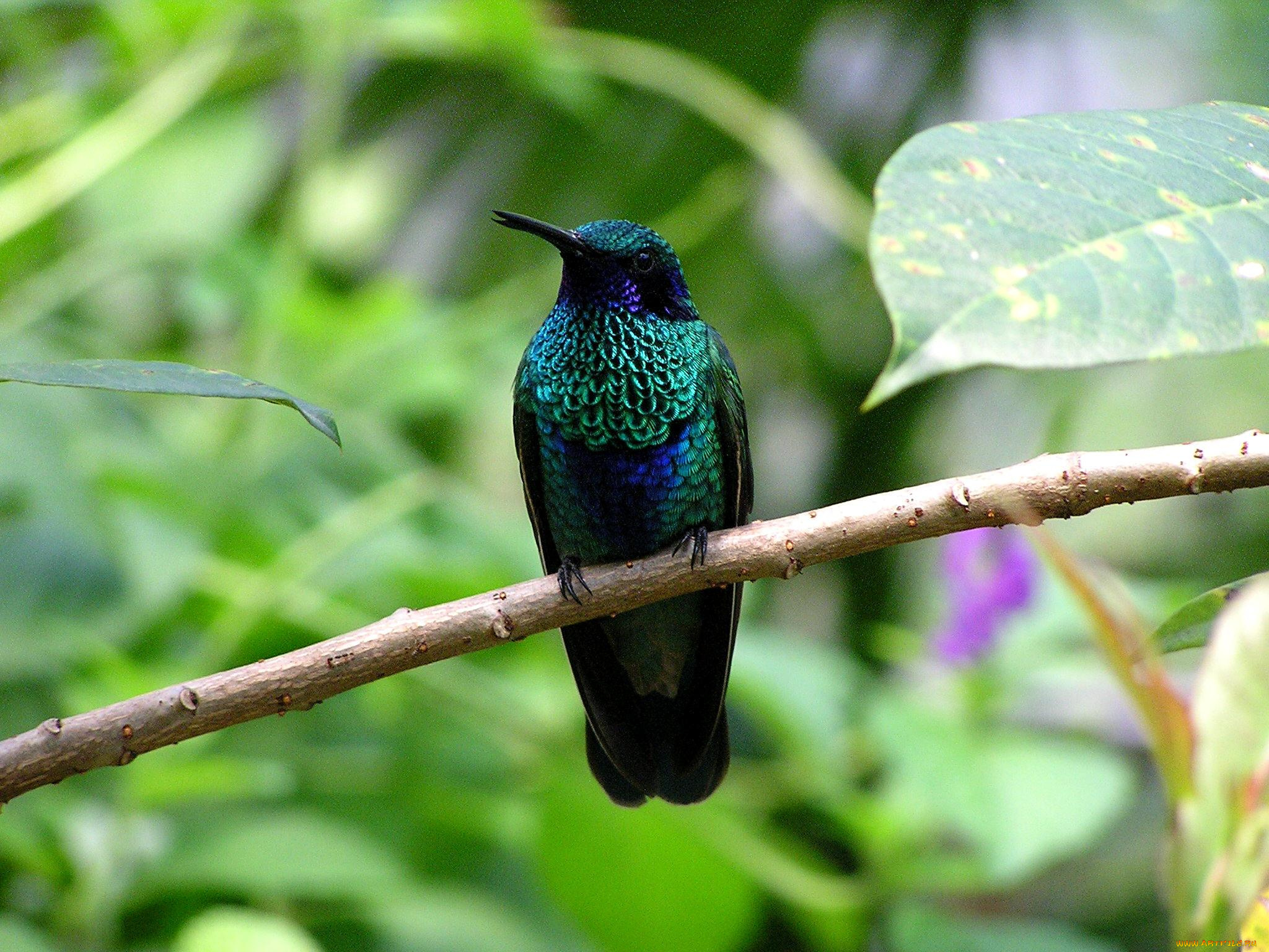 животные, колибри