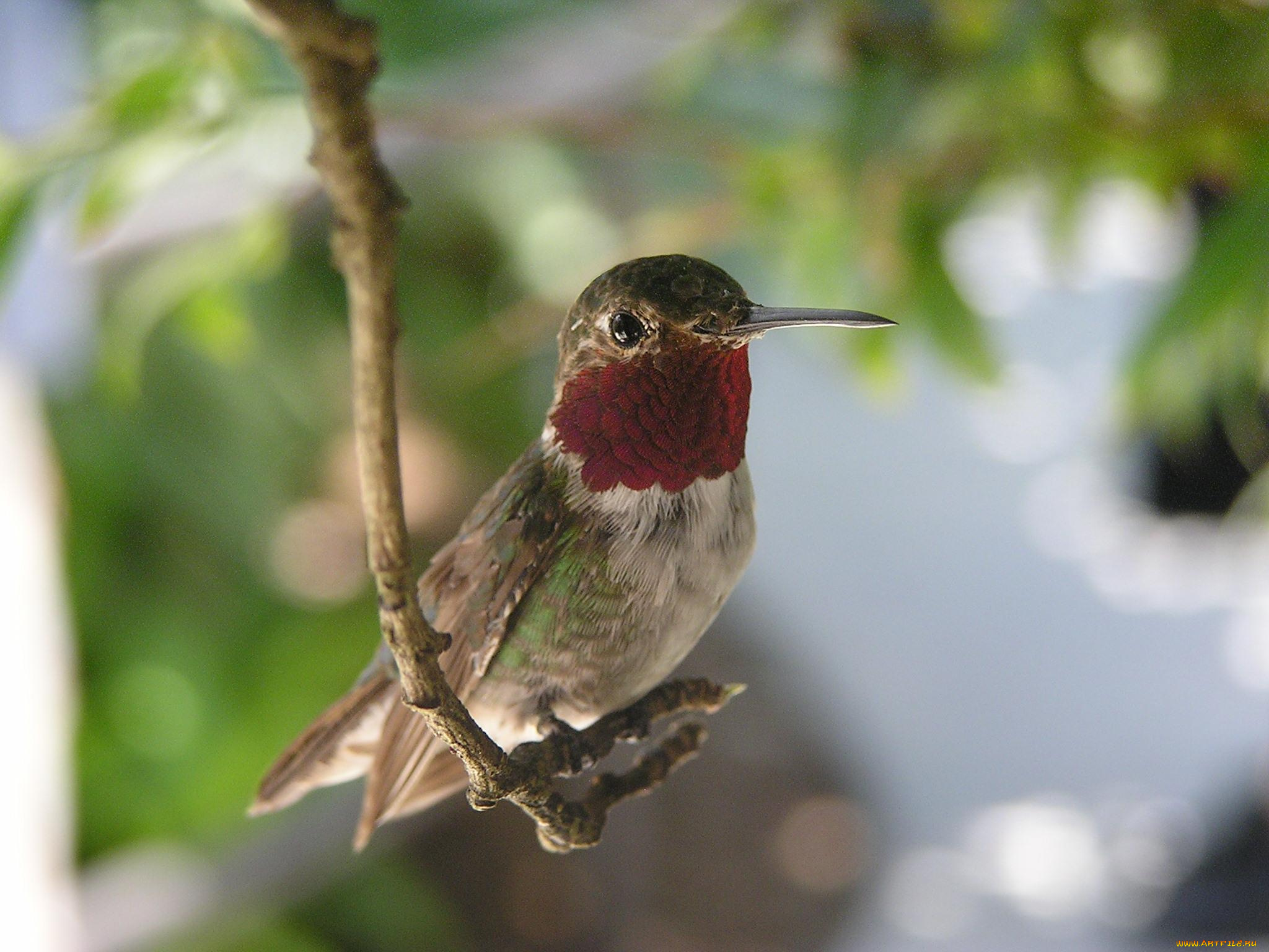 животные, колибри