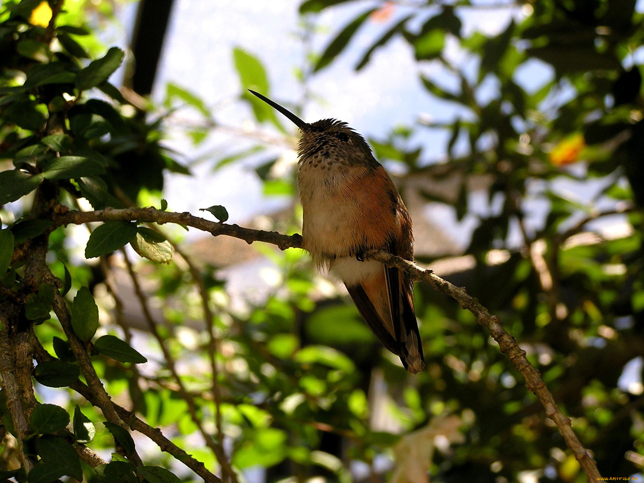 животные, колибри