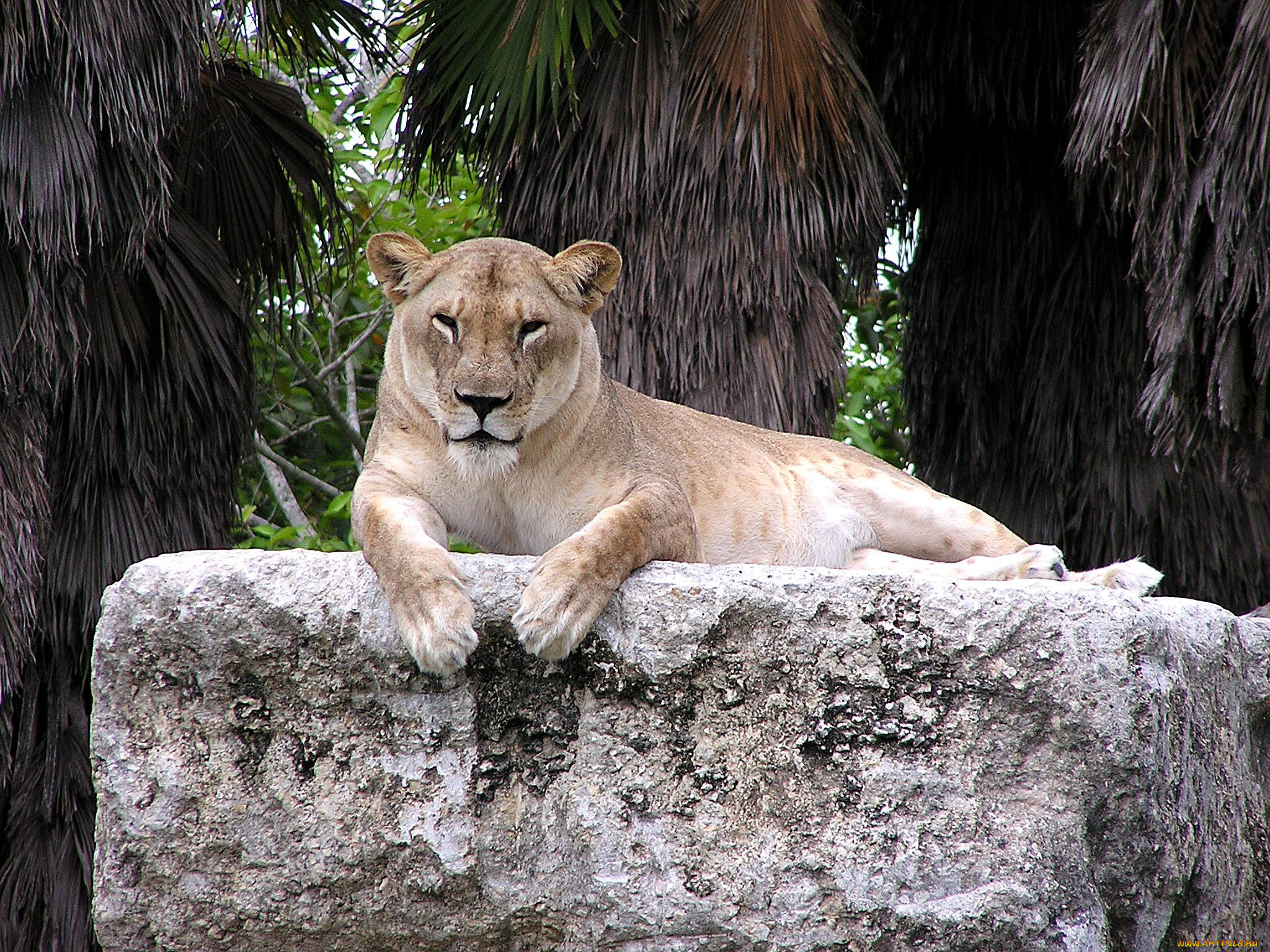 животные, львы