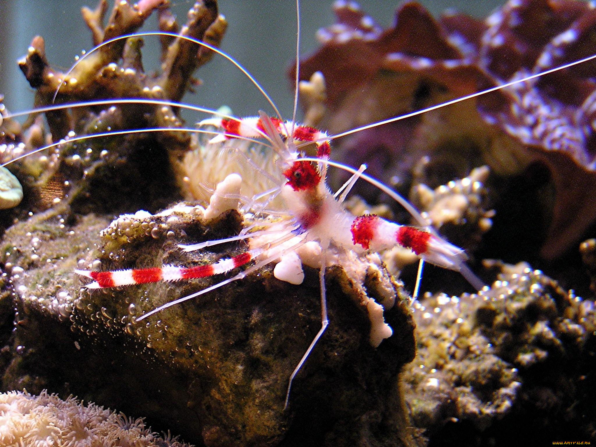 животные, морская, фауна