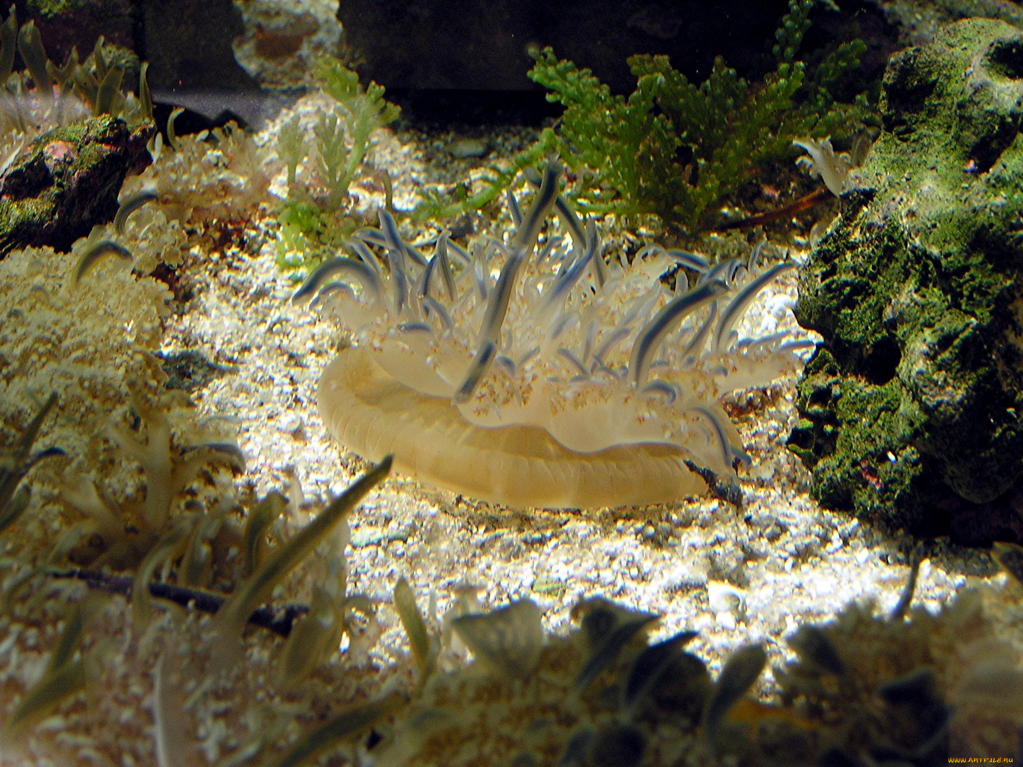 животные, морская, фауна