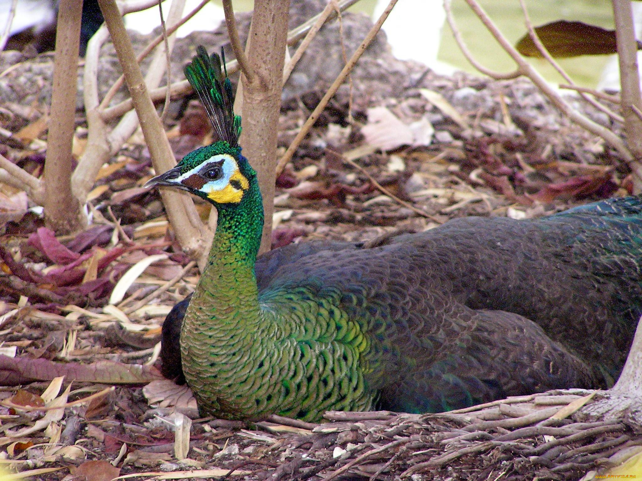 животные, павлины