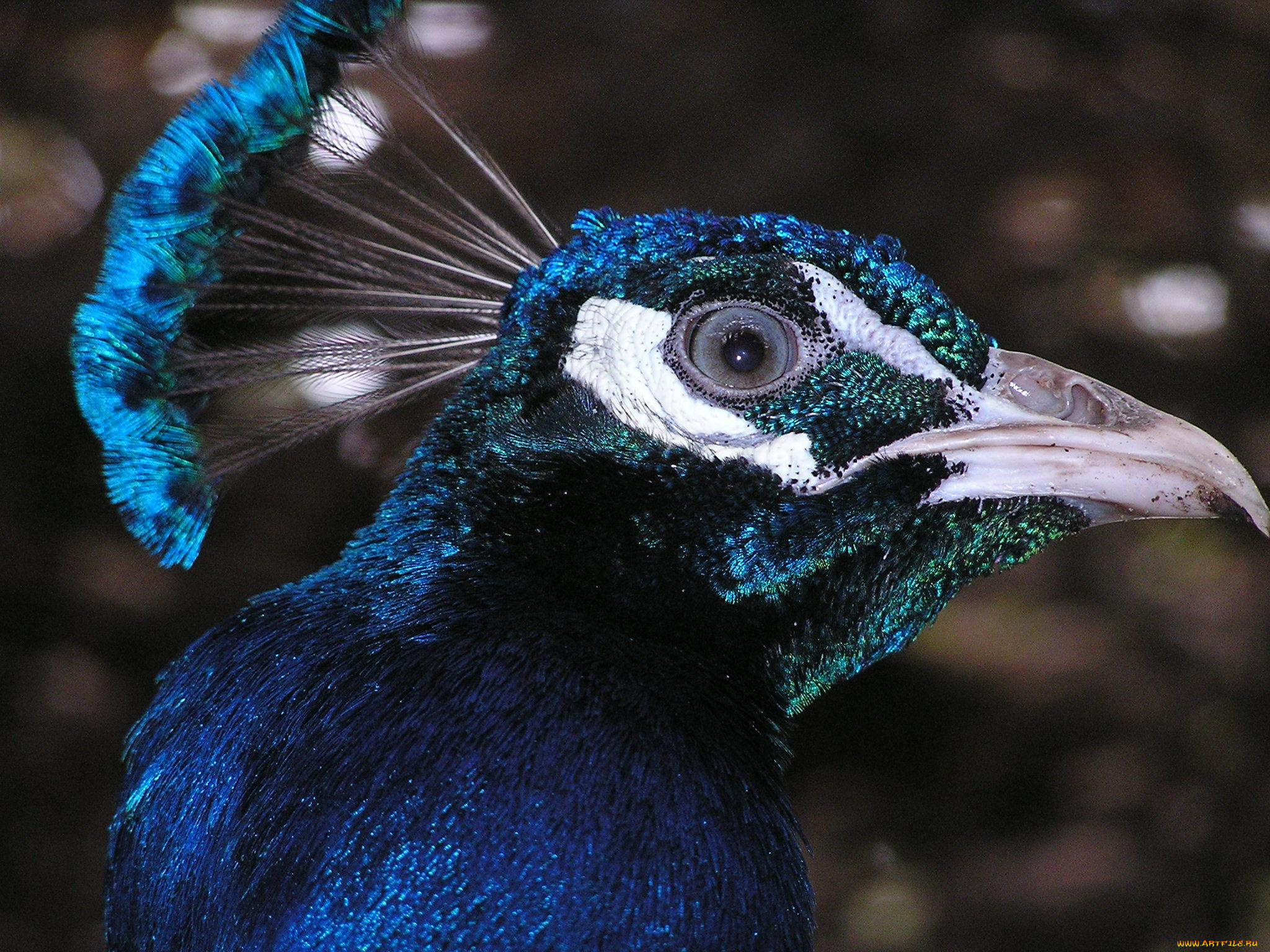 животные, павлины