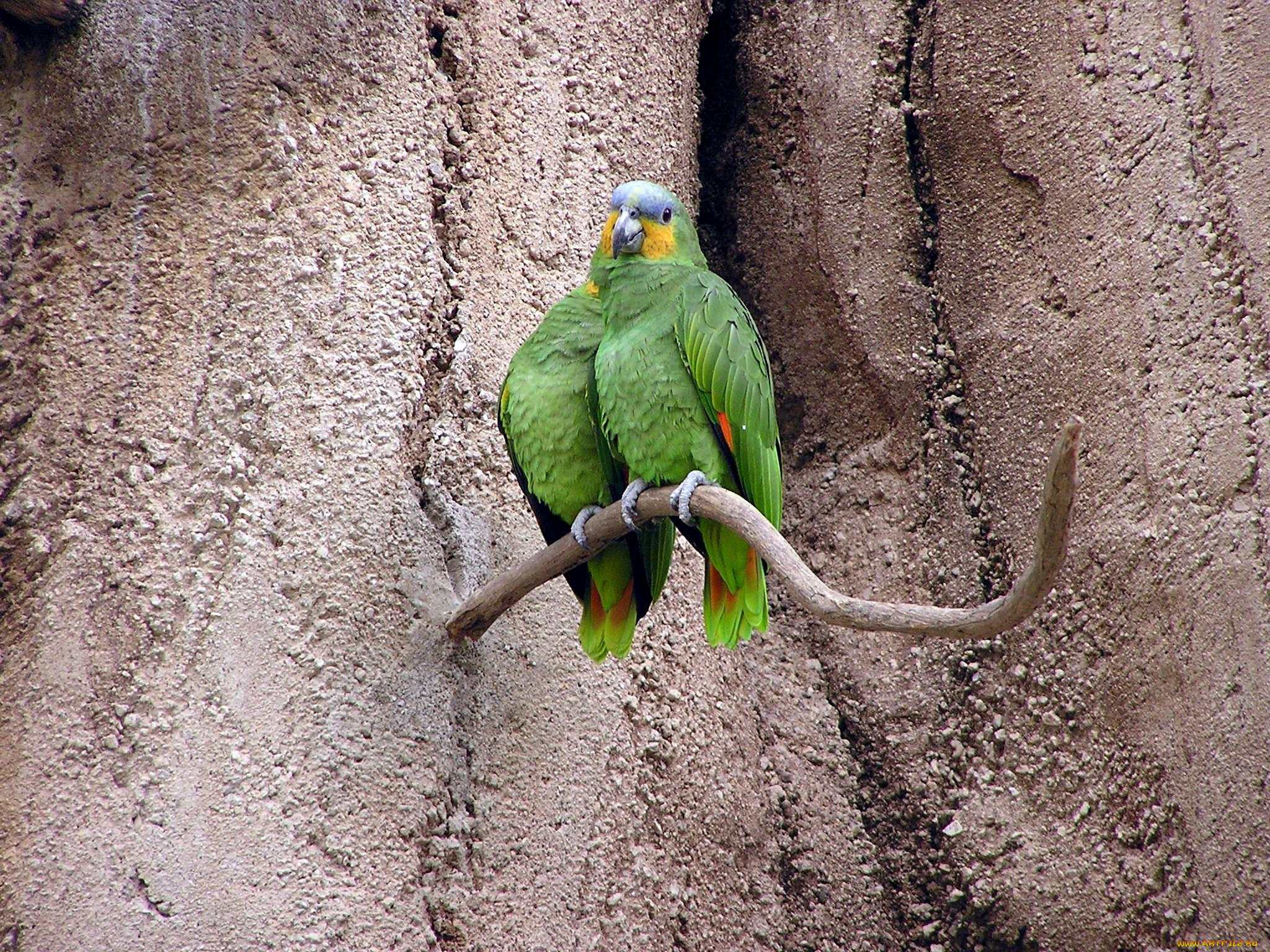 животные, попугаи