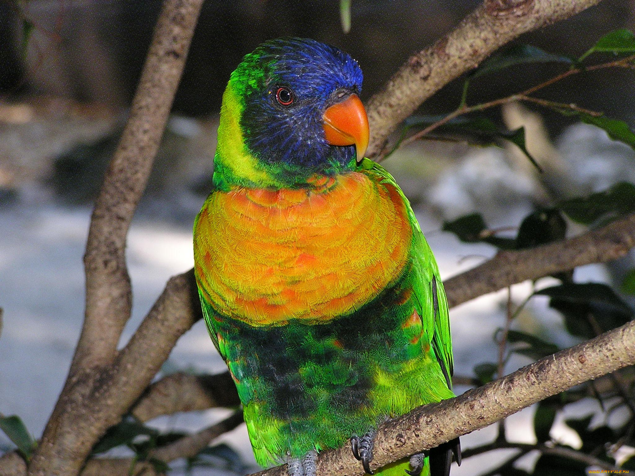 животные, попугаи