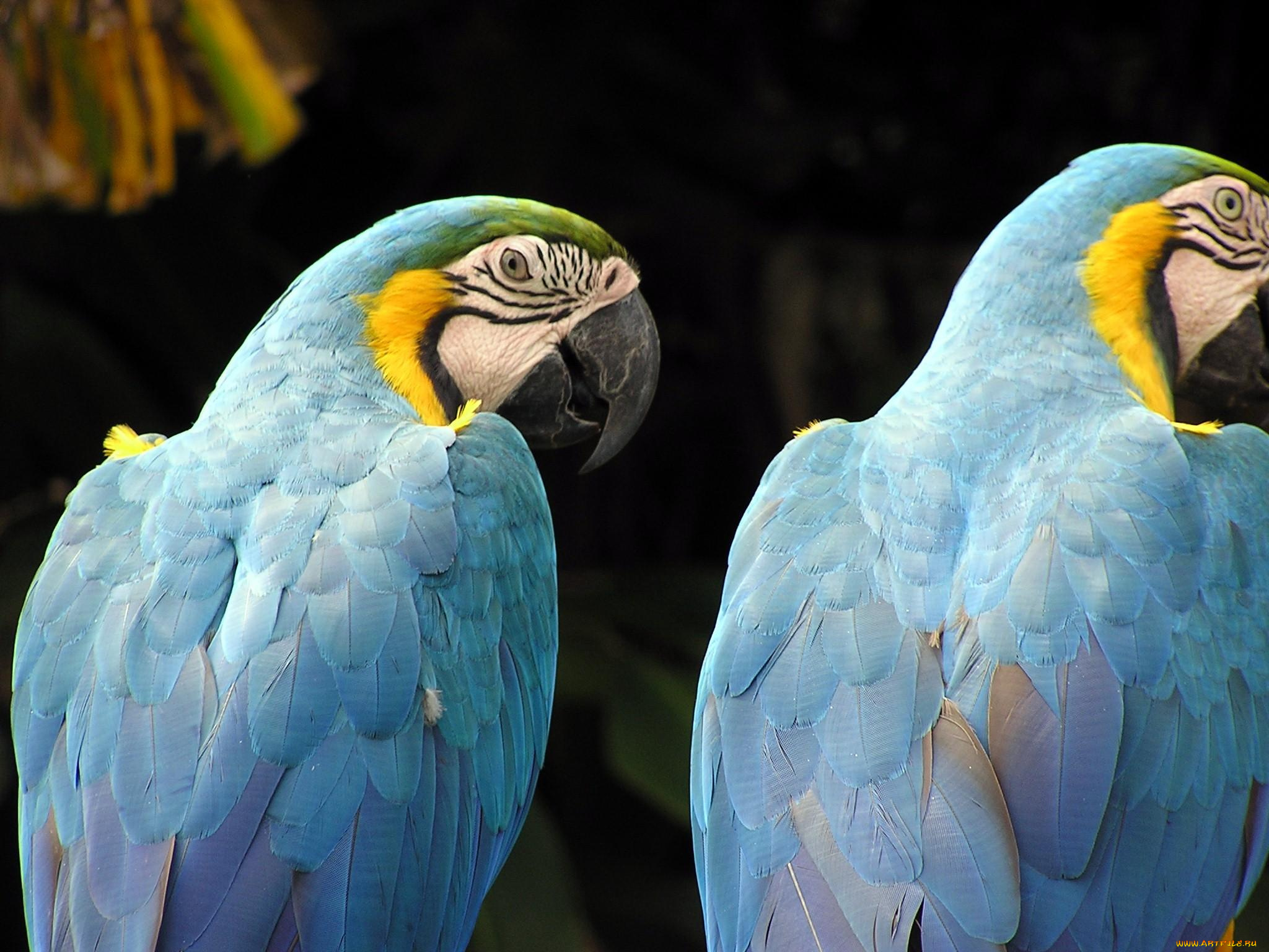 животные, попугаи