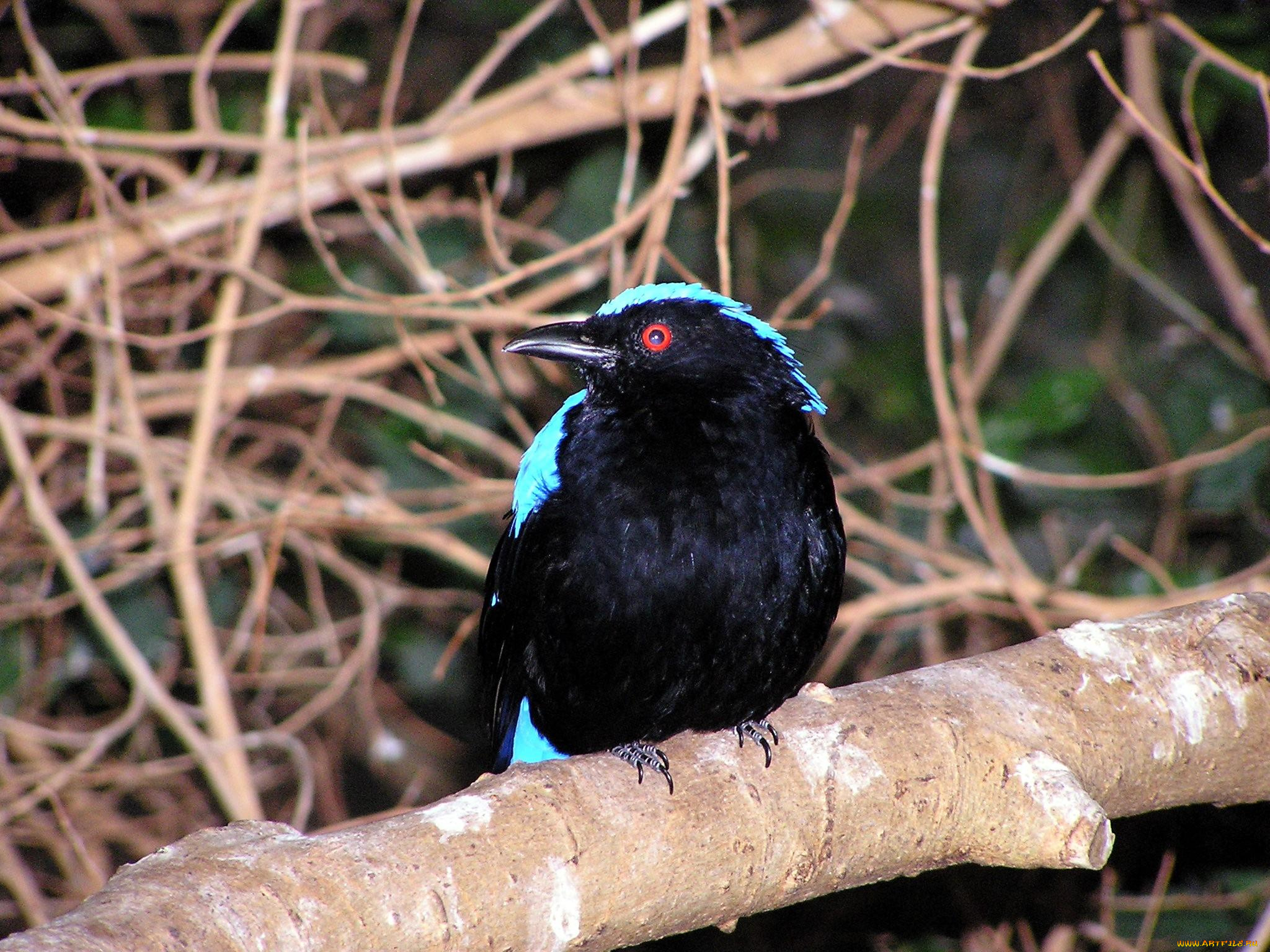 животные, птицы