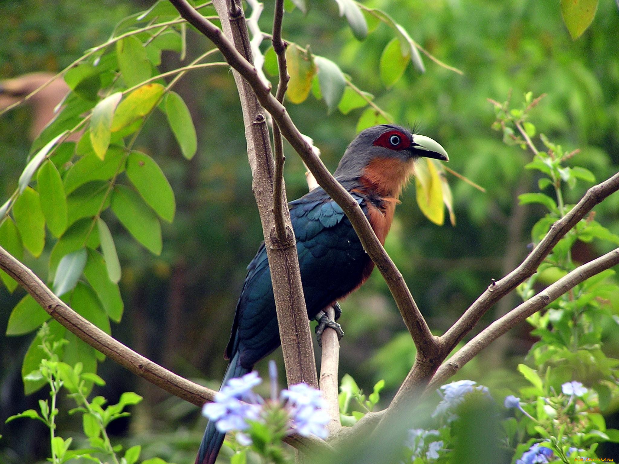 животные, птицы