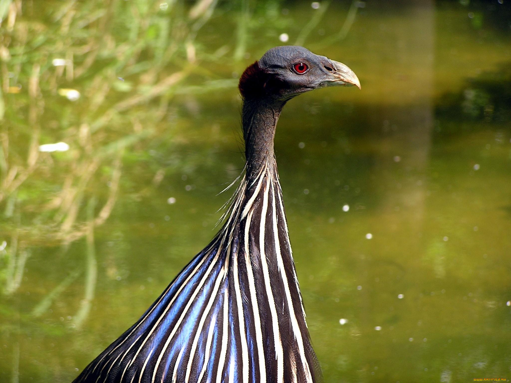 животные, птицы