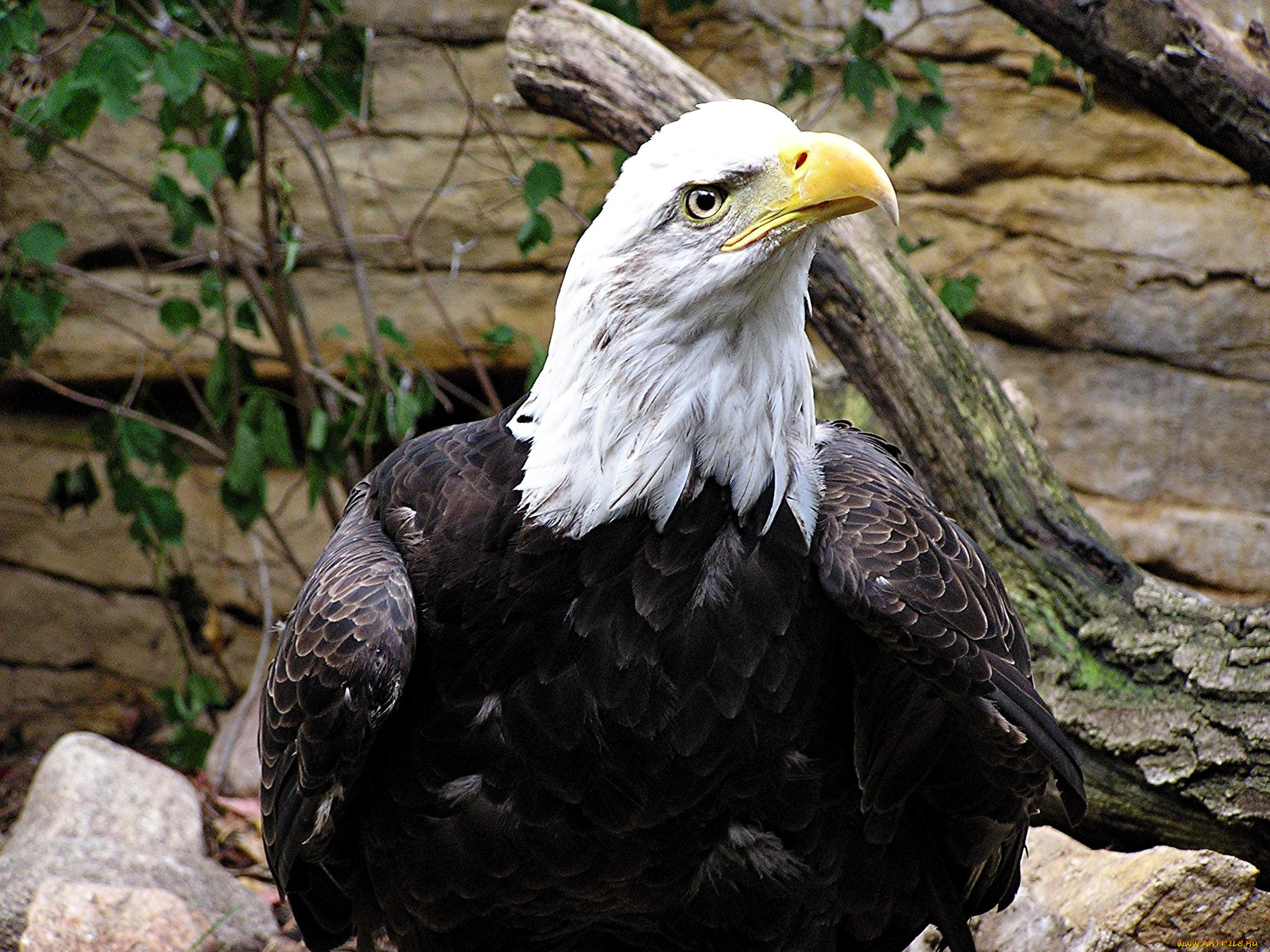 животные, птицы, хищники