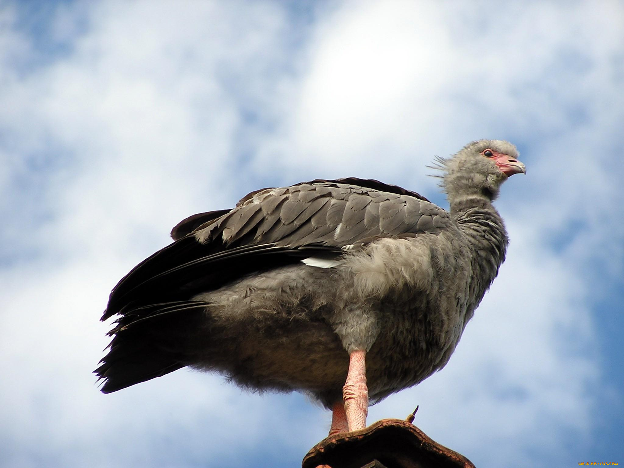 животные, птицы, хищники