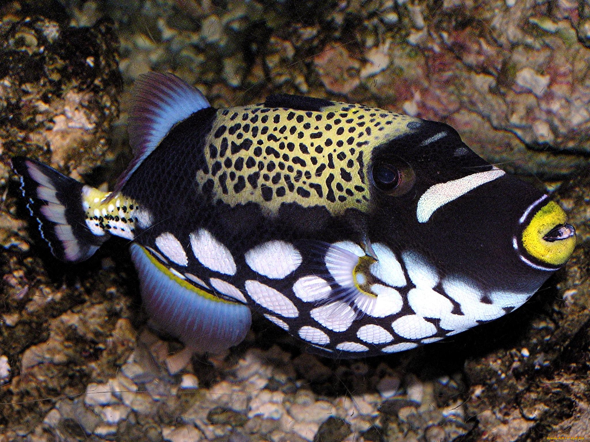 животные, рыбы