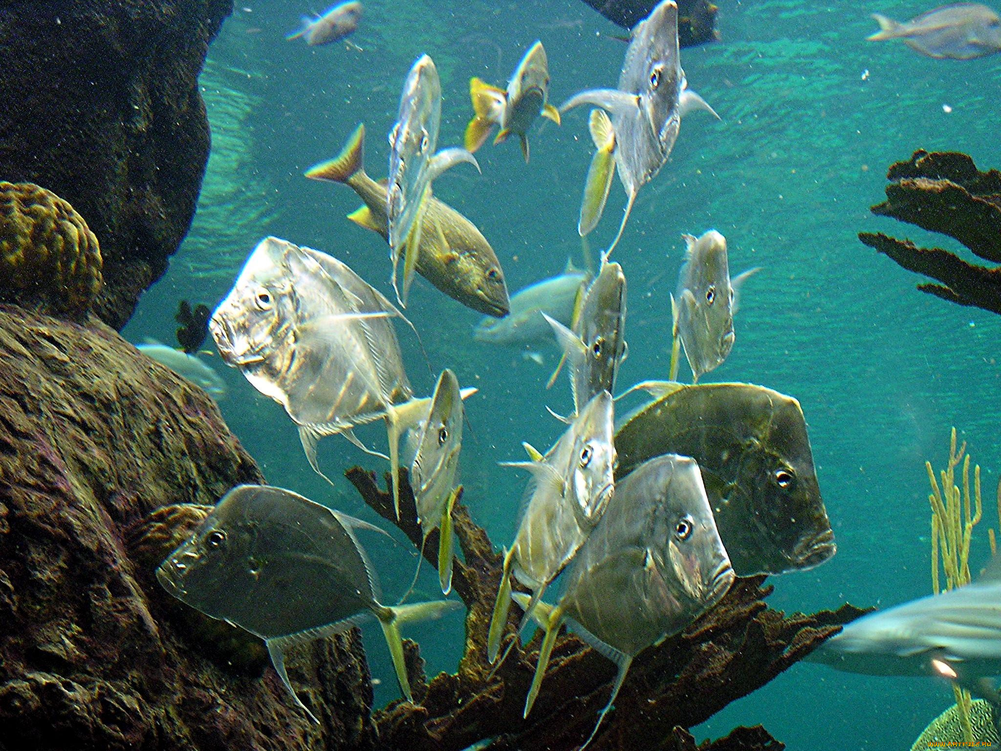 животные, рыбы